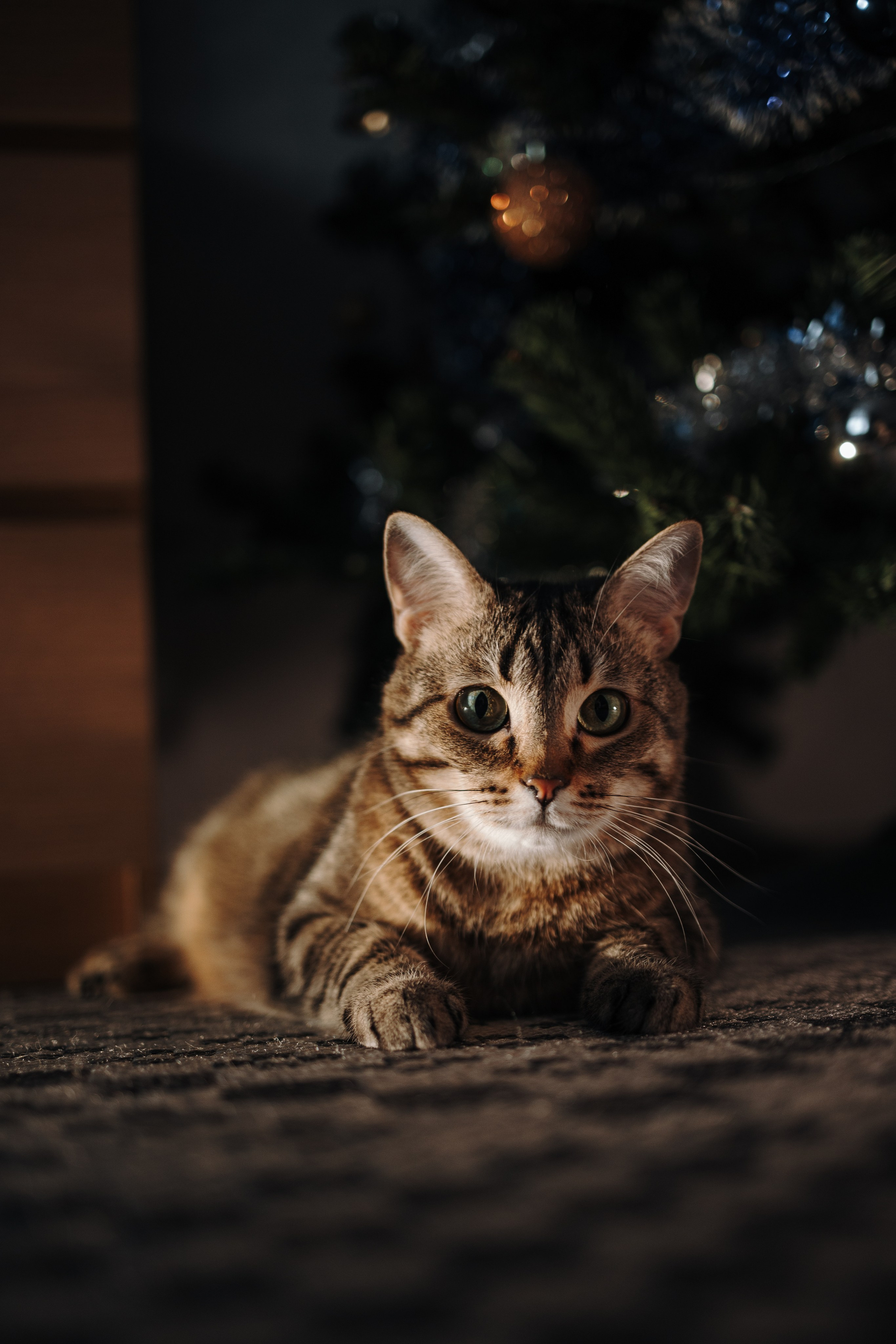 Мася и ее семья. Фотограф — Анималист | Санкт-Петербург