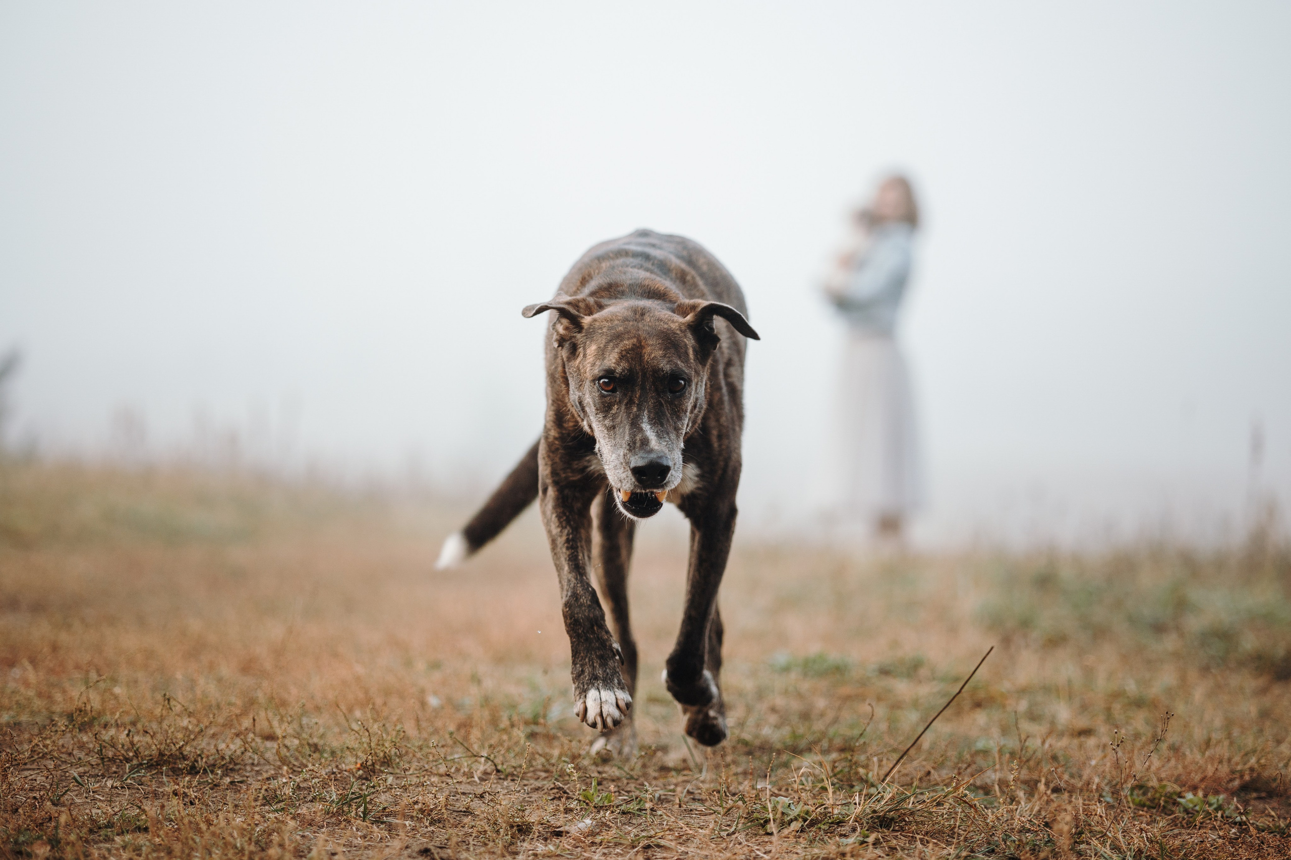 Любовь и ее хвостики. Фотограф — Анималист | Санкт-Петербург