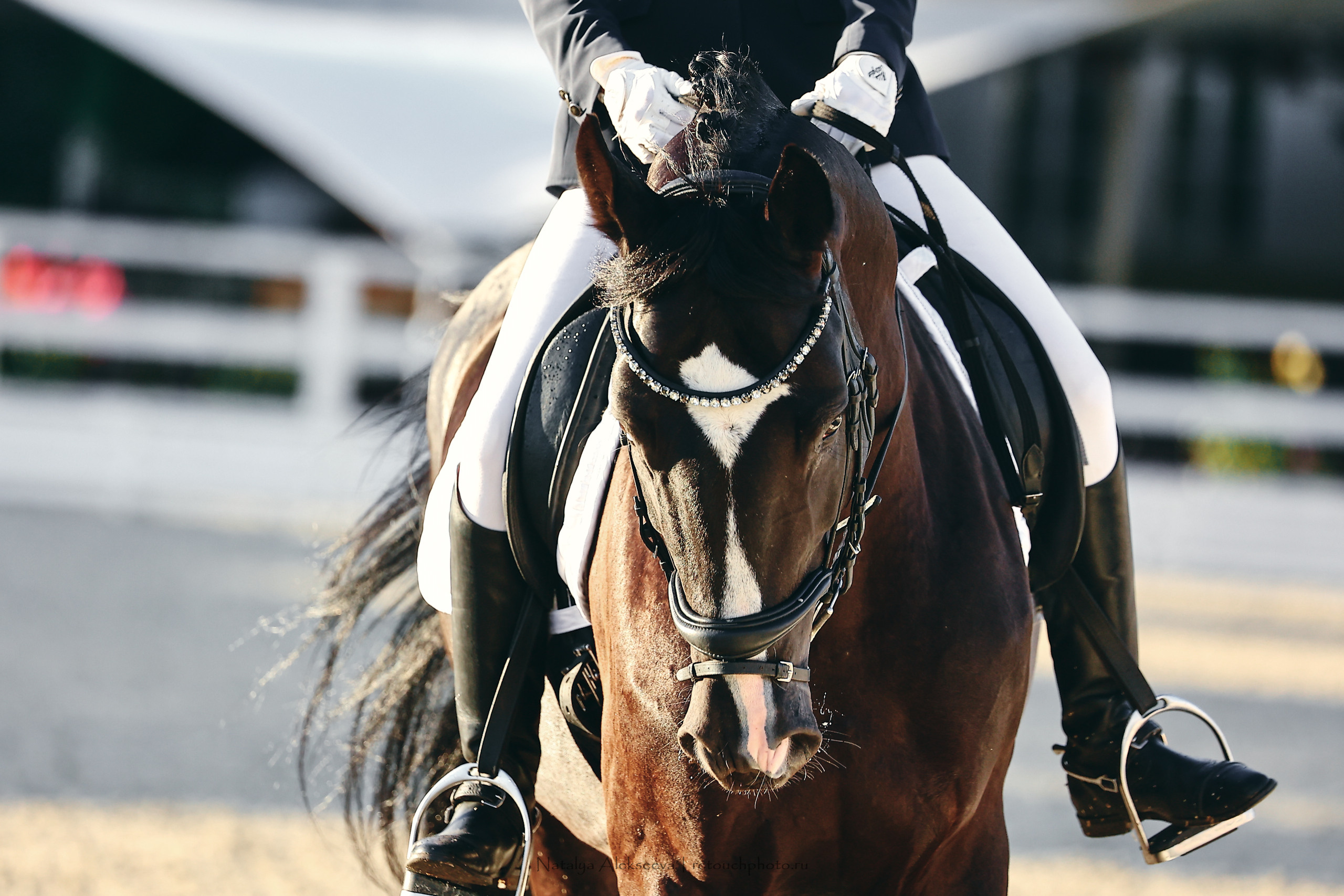 Кубок КСК Отрада по выездке | 09'2022. Репортажный фотограф и ретушер в Москве Наталья Алексеева