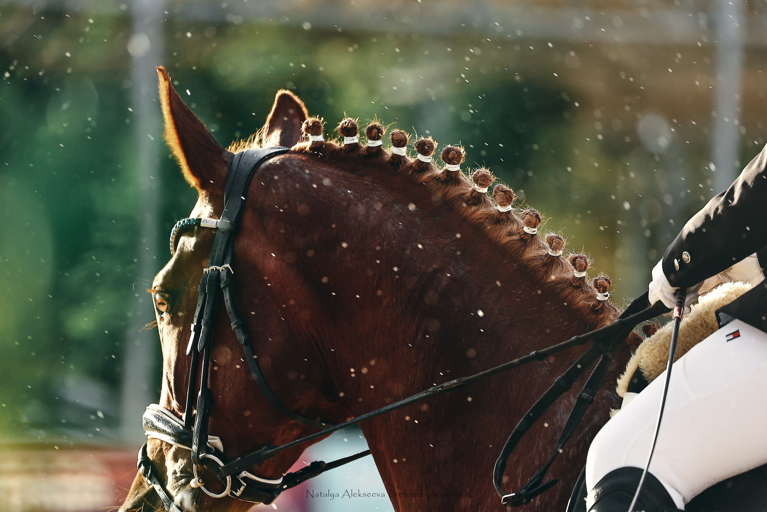 Кубок КСК Отрада по выездке | 09'2022. Репортажный фотограф и ретушер в Москве Наталья Алексеева