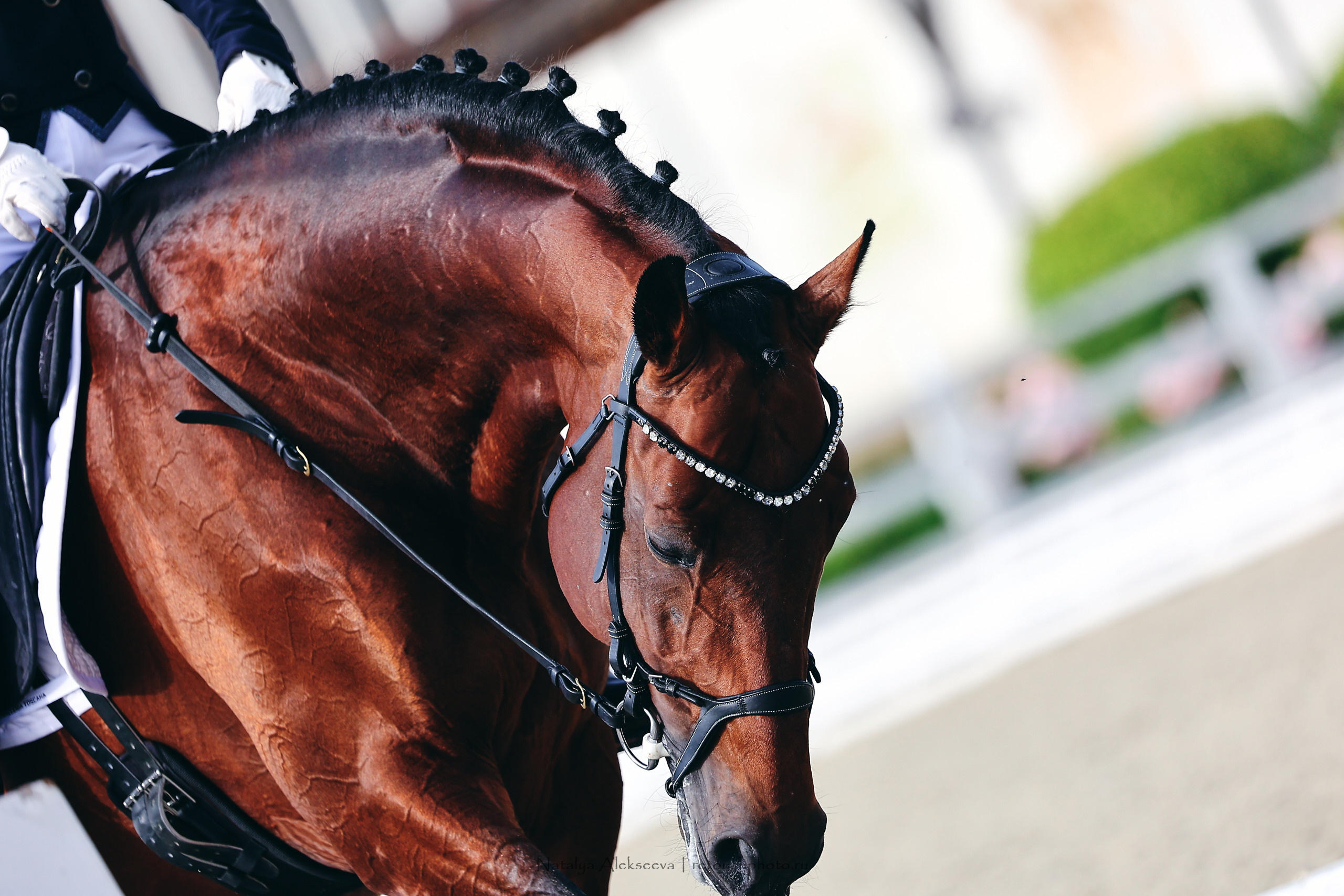 Летний Кубок ФКСМ по выездке, КСК Отрада | 07'2022. Репортажный фотограф и ретушер в Москве Наталья Алексеева