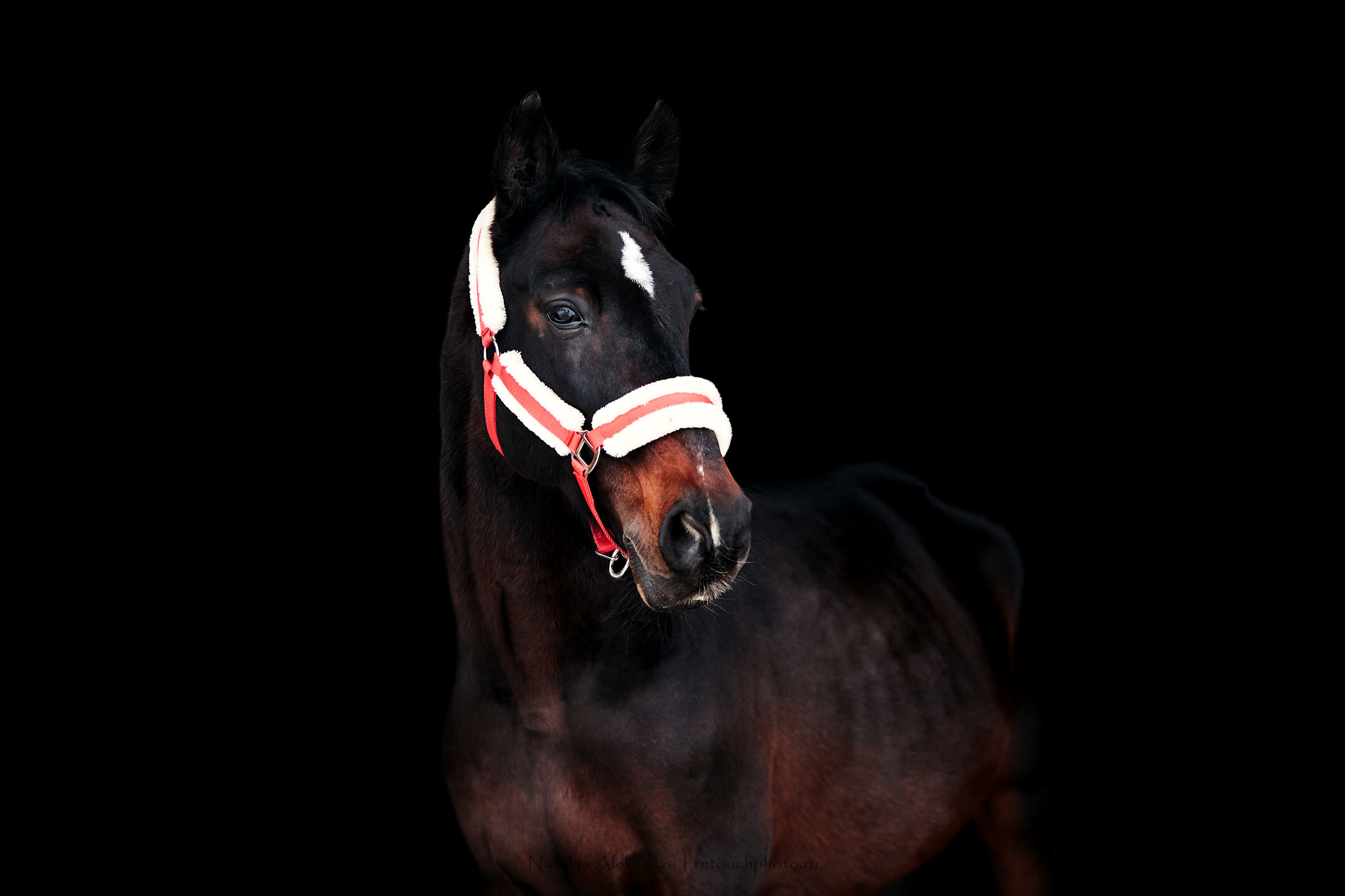 Аль Кампо и его люди, КСК Шарапово. Репортажный фотограф и ретушер в Москве Наталья Алексеева