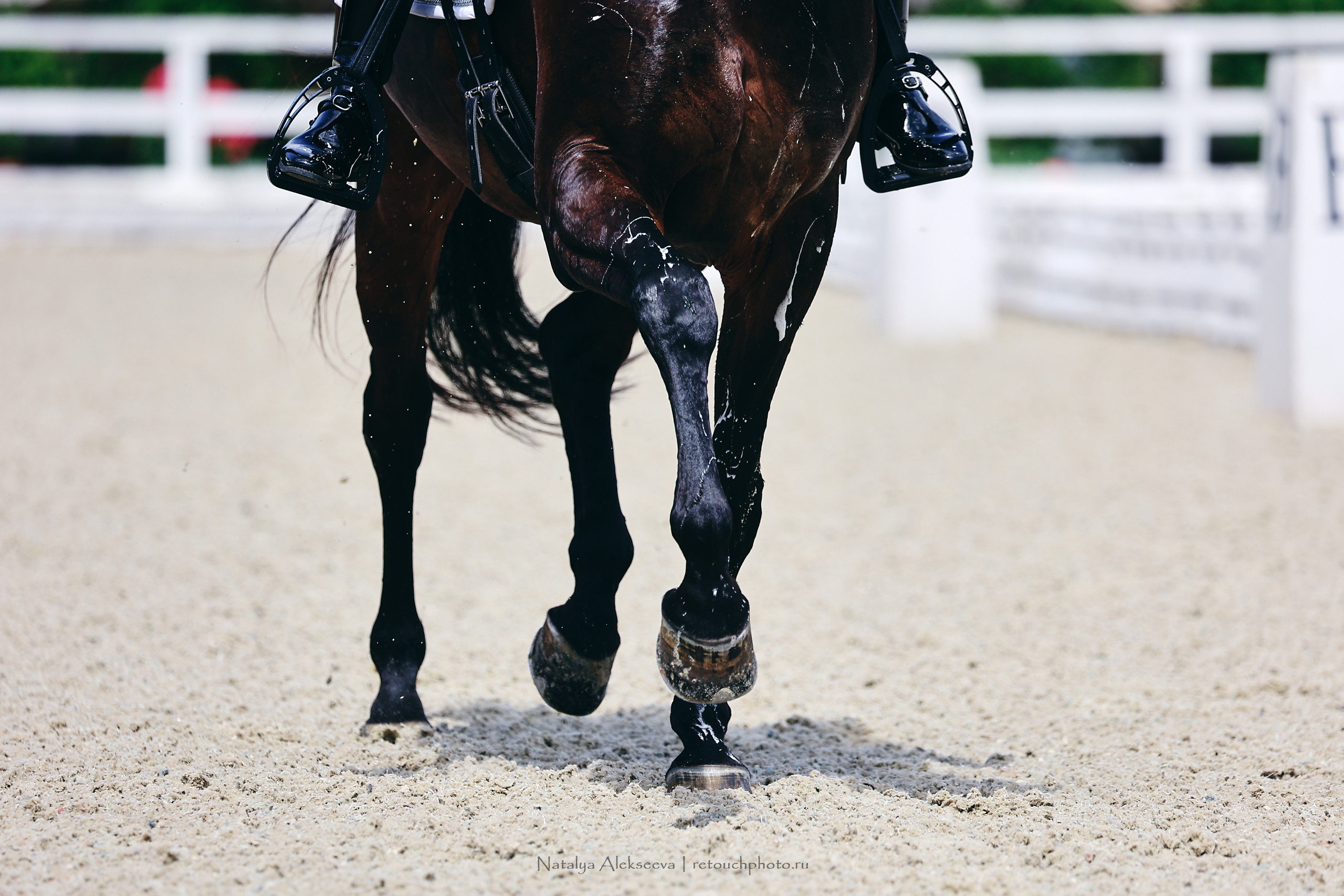 Летний Кубок ФКСМ по выездке, КСК Отрада | 07'2022. Репортажный фотограф и ретушер в Москве Наталья Алексеева