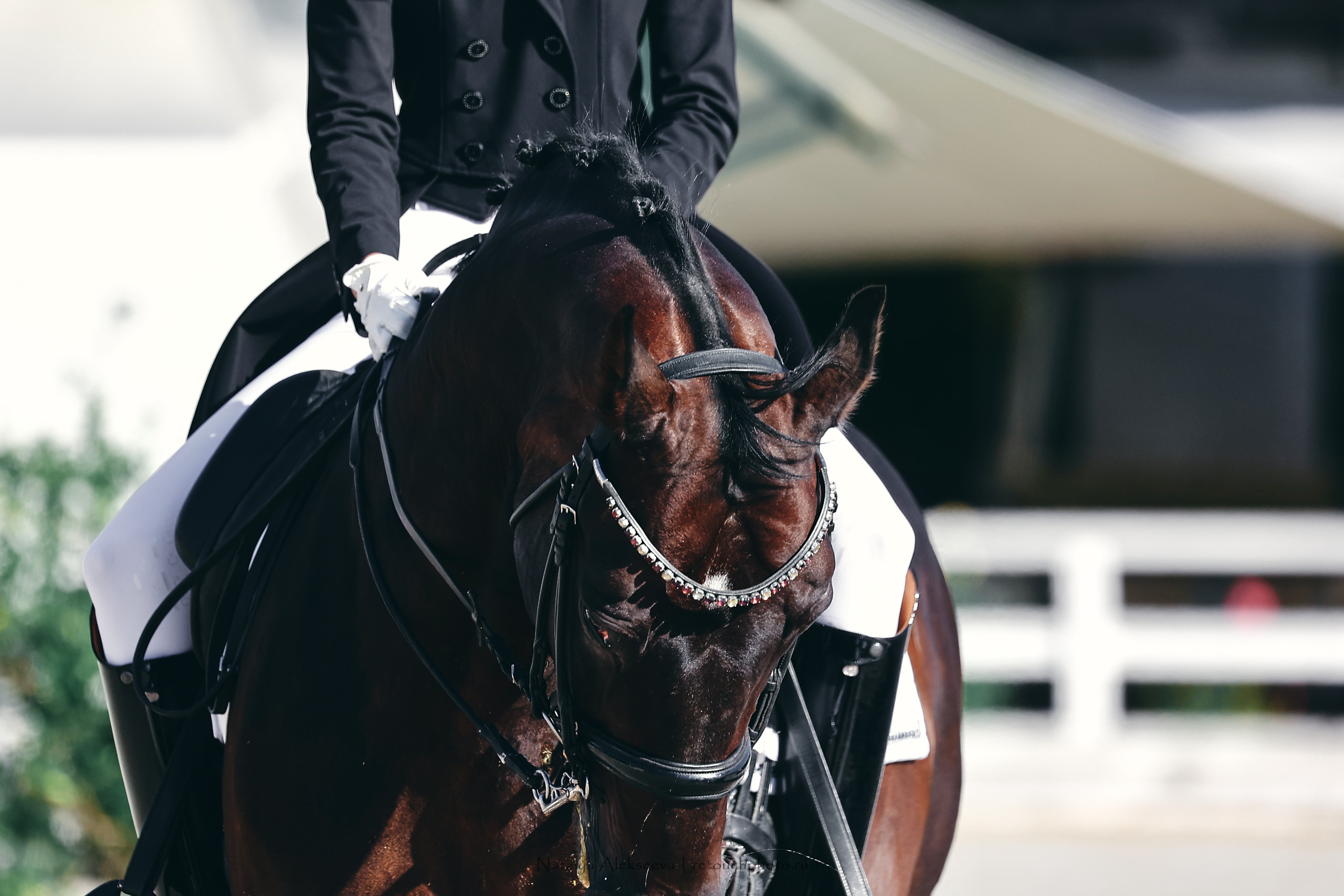 Кубок КСК Отрада по выездке | 09'2022. Репортажный фотограф и ретушер в Москве Наталья Алексеева