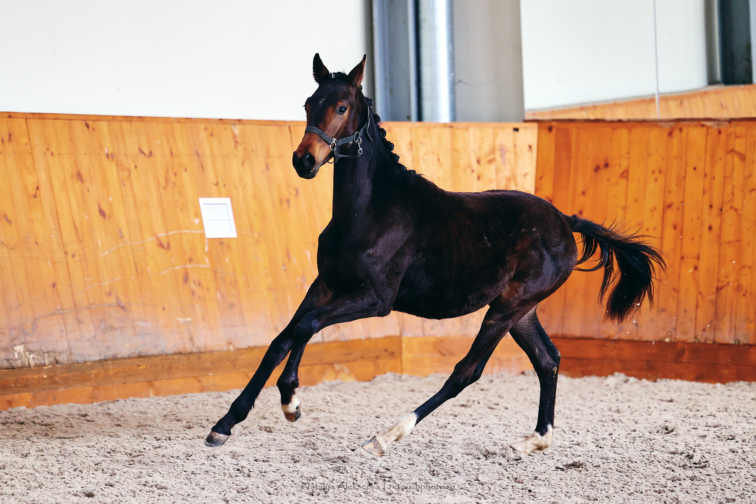 День открытых дверей, КФХ Карцево | 05'2022. Репортажный фотограф и ретушер в Москве Наталья Алексеева