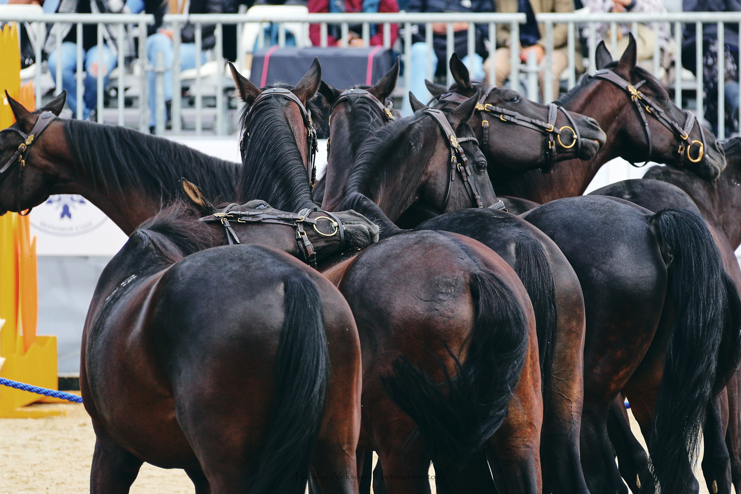 Кубок Х. М. Атакуева & BitRiver Cup, ВДНХ | 09'2022. Репортажный фотограф и ретушер в Москве Наталья Алексеева