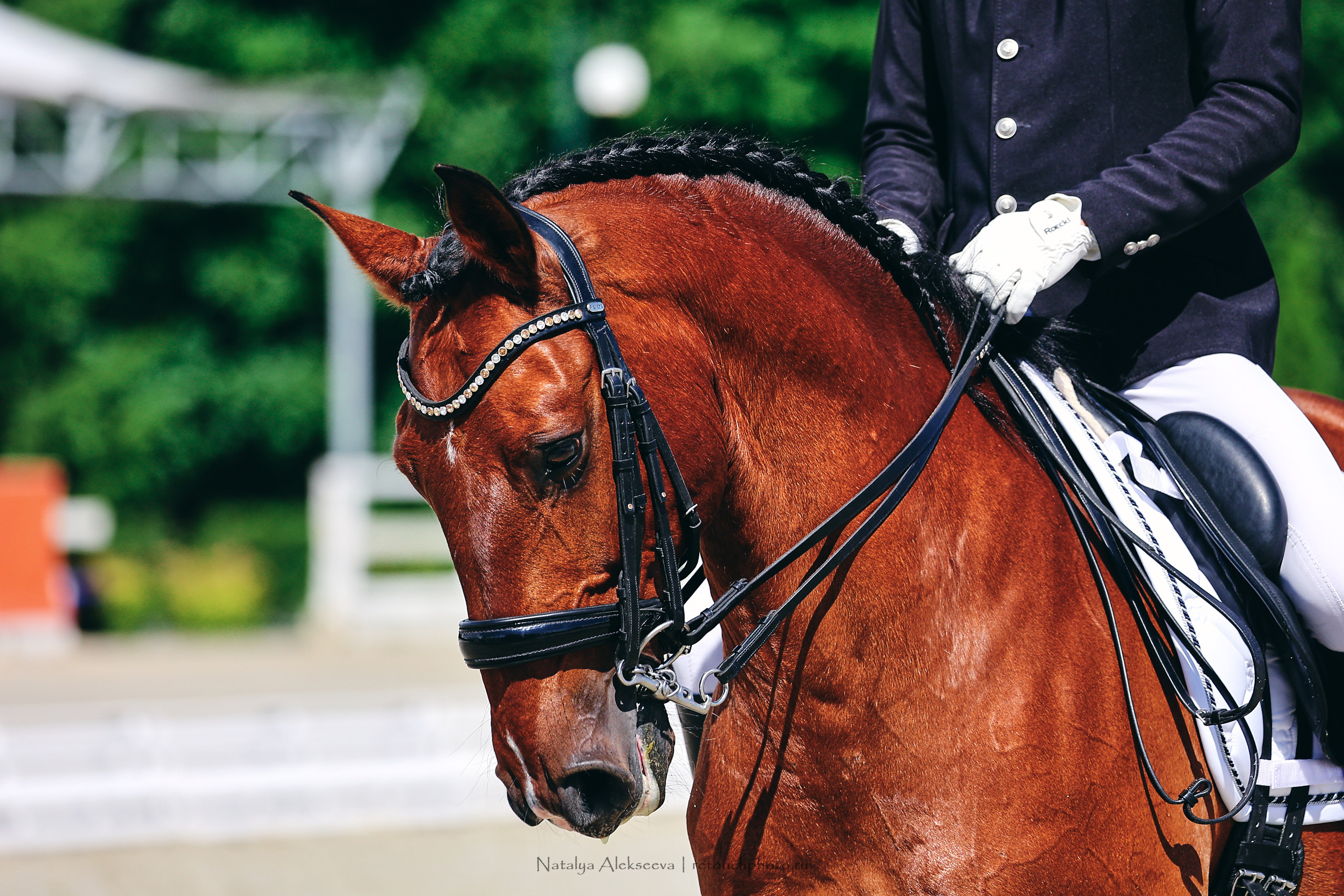 Летний Кубок ФКСМ по выездке, КСК Отрада | 07'2022. Репортажный фотограф и ретушер в Москве Наталья Алексеева