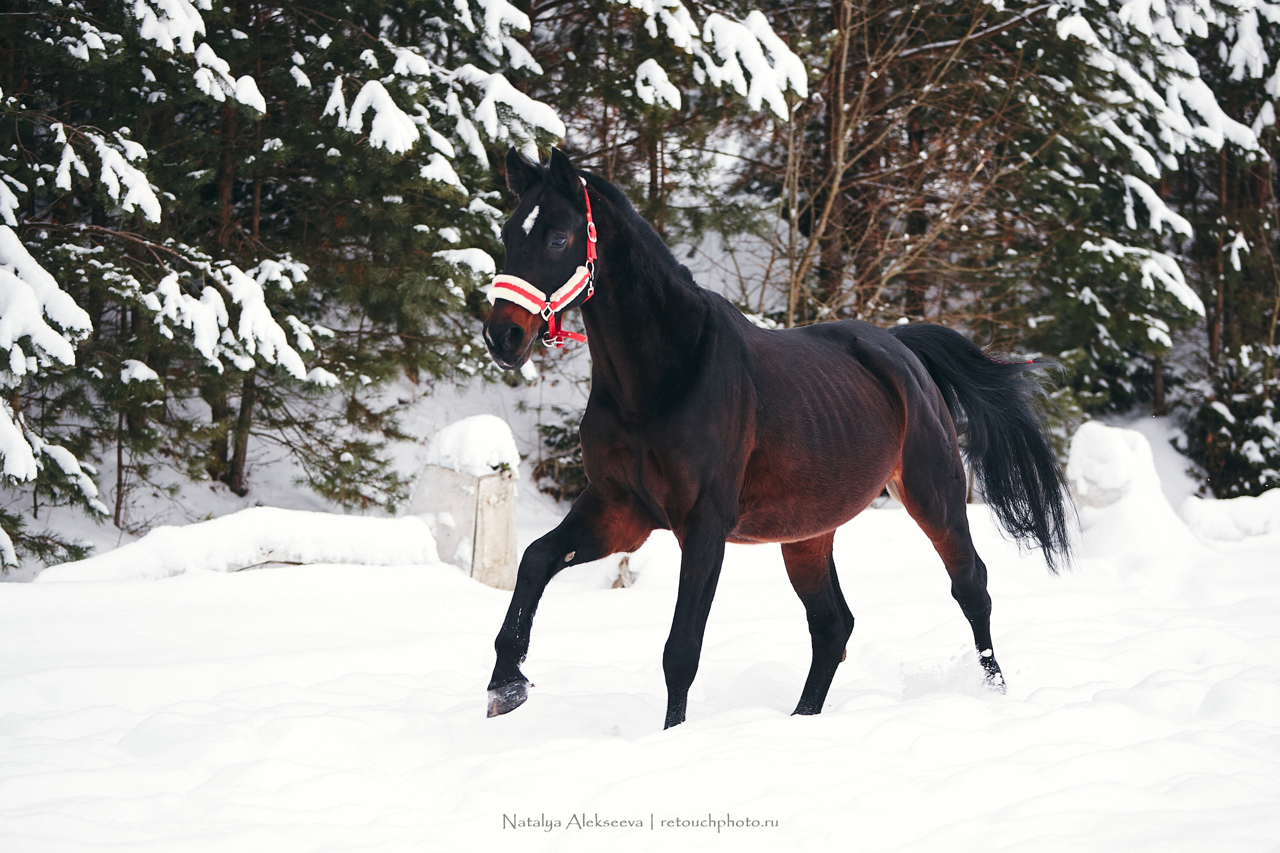 Аль Кампо и его люди, КСК Шарапово. Репортажный фотограф и ретушер в Москве Наталья Алексеева