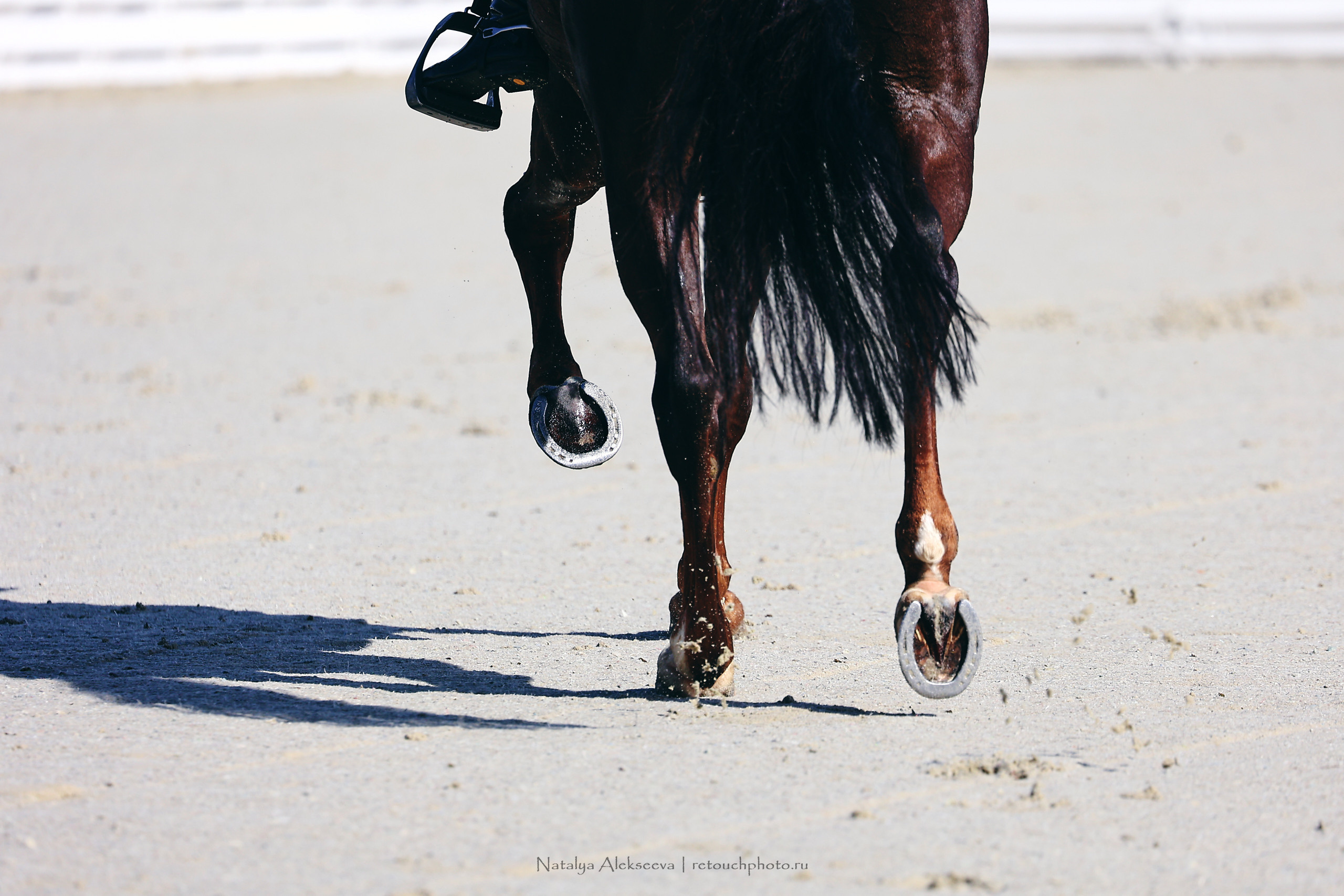 Летний Кубок ФКСМ по выездке, КСК Отрада | 07'2022. Репортажный фотограф и ретушер в Москве Наталья Алексеева