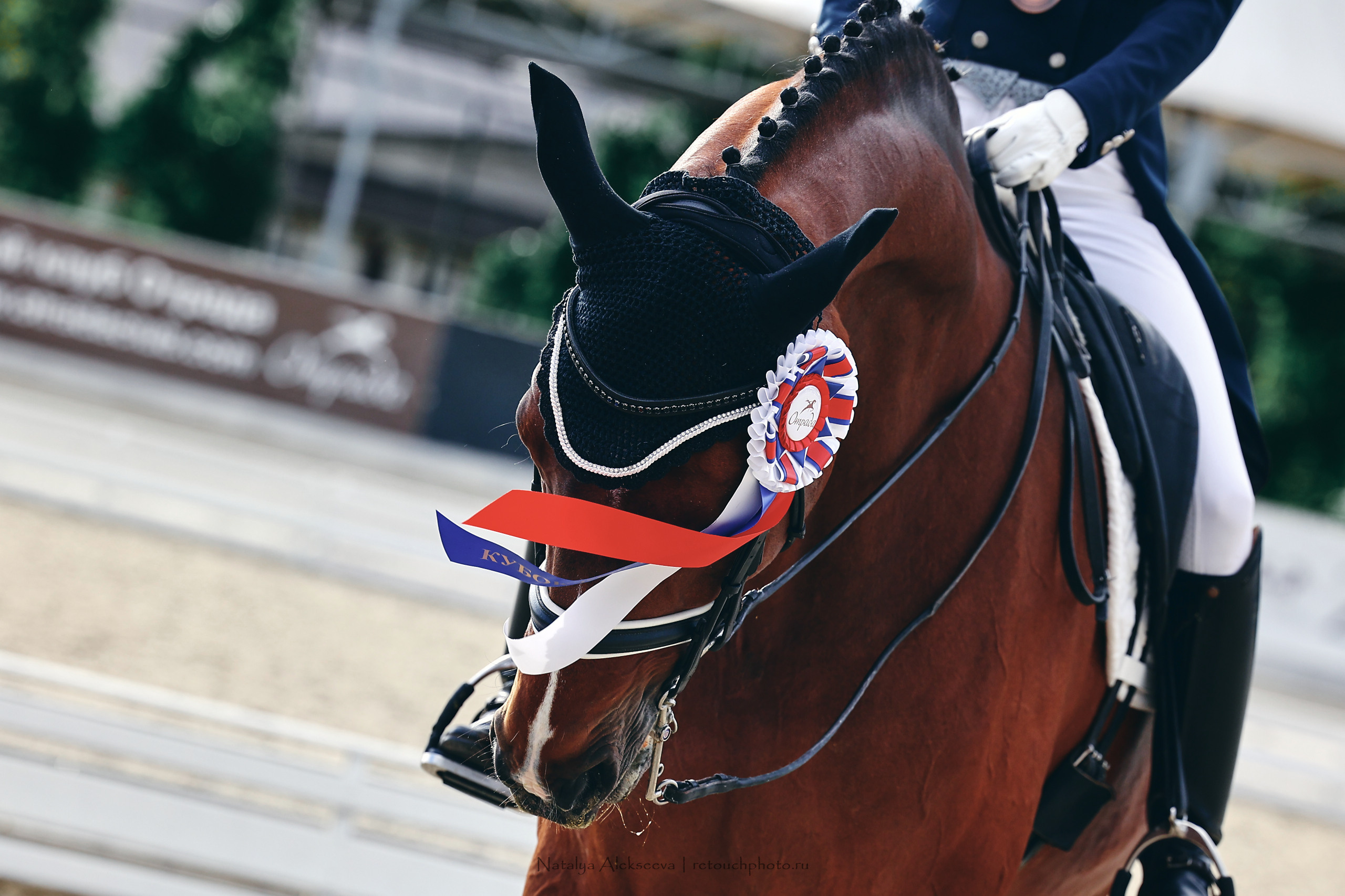 Кубок КСК Отрада по выездке | 09'2022. Репортажный фотограф и ретушер в Москве Наталья Алексеева