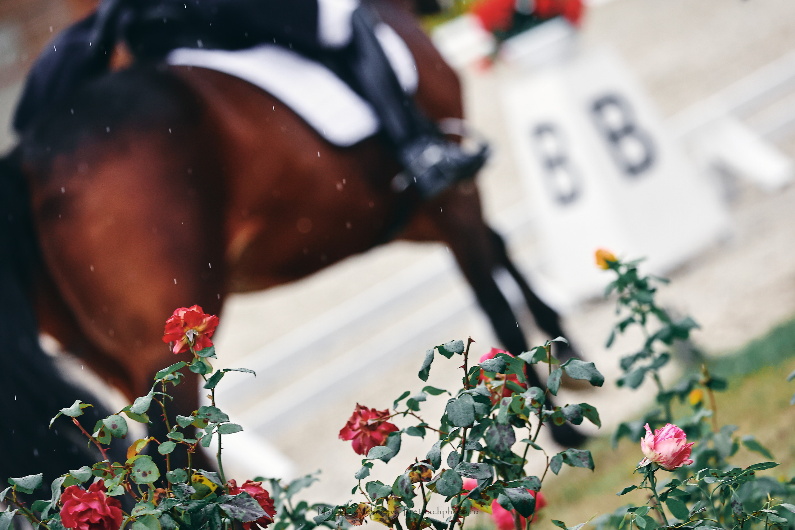 Личный ЧР по выездке, КСК Новый Век | 09'2022. Репортажный фотограф и ретушер в Москве Наталья Алексеева