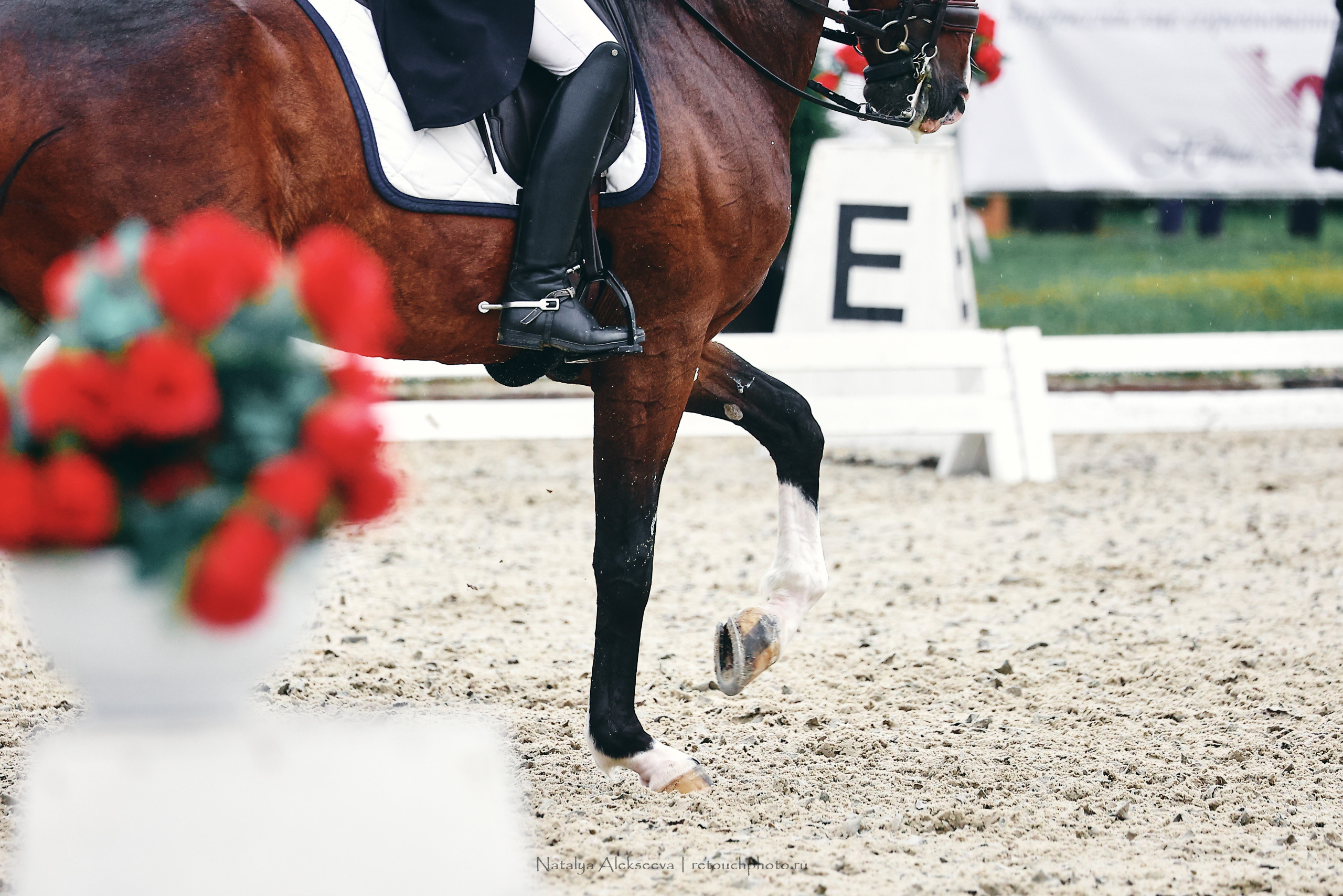 Личный ЧР по выездке, КСК Новый Век | 09'2022. Репортажный фотограф и ретушер в Москве Наталья Алексеева