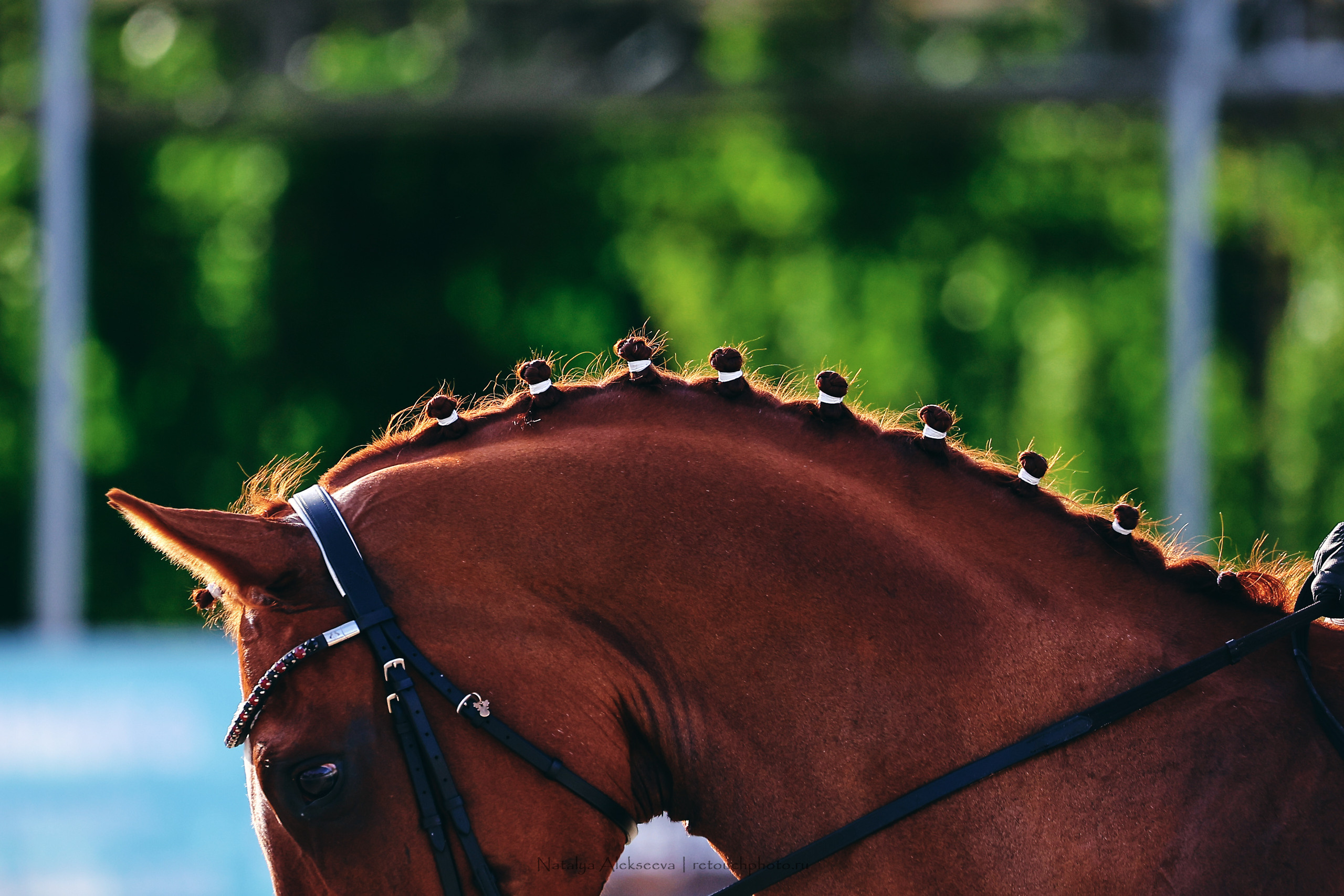 Летний Кубок ФКСМ по выездке, КСК Отрада | 07'2022. Репортажный фотограф и ретушер в Москве Наталья Алексеева