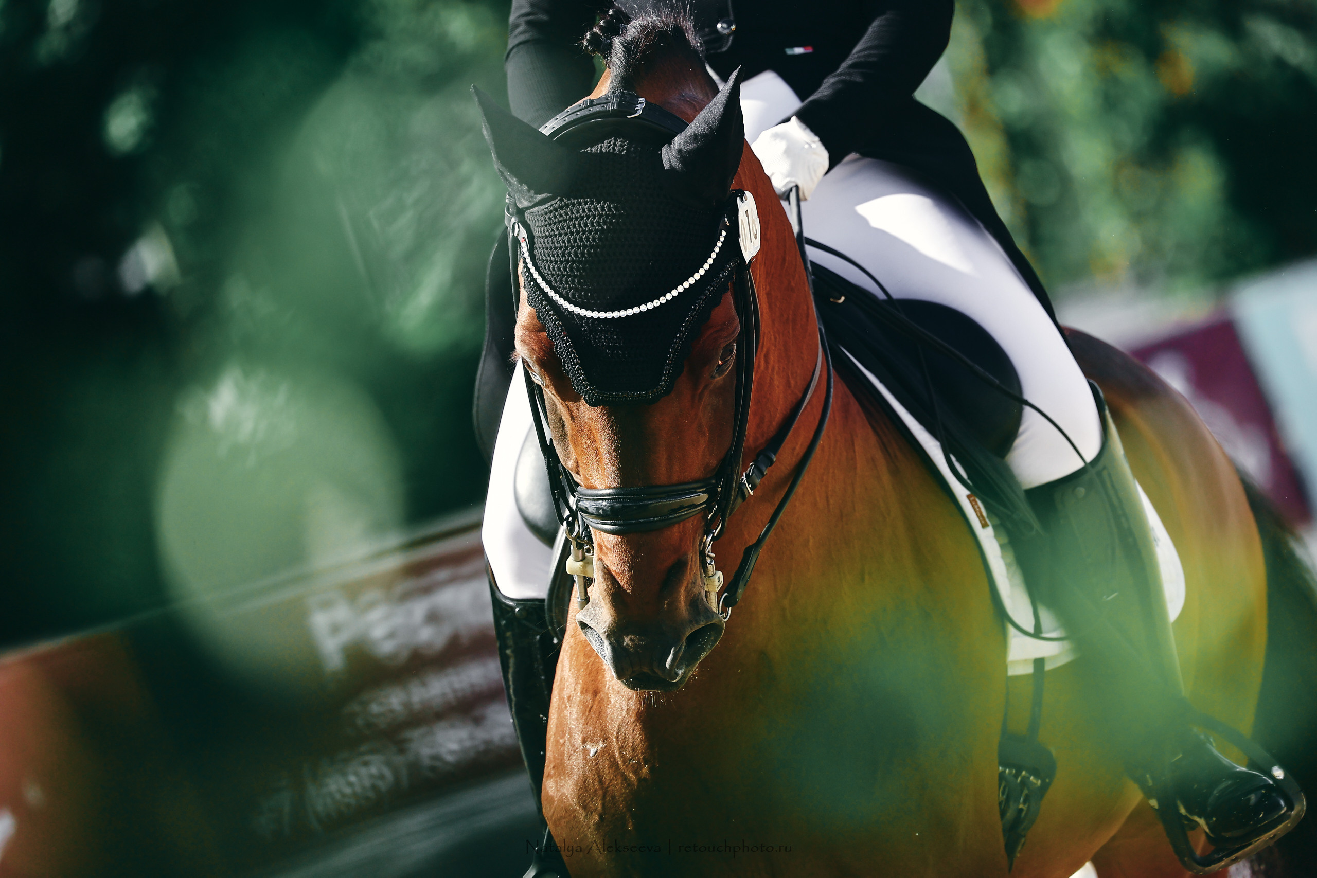 Кубок КСК Отрада по выездке | 09'2022. Репортажный фотограф и ретушер в Москве Наталья Алексеева