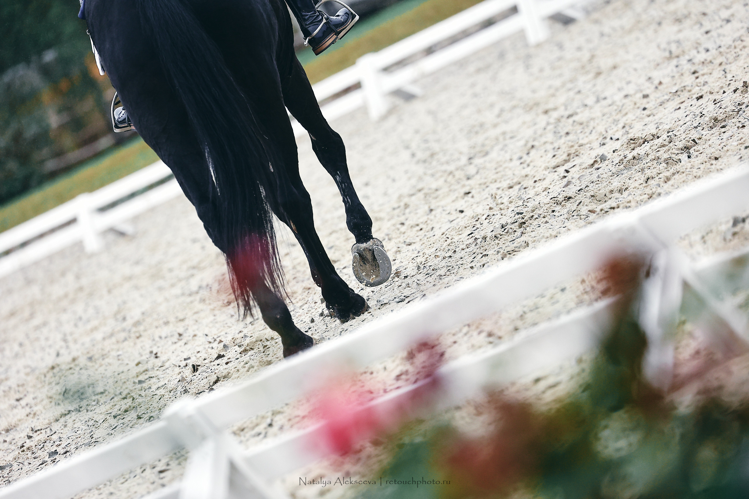 Личный ЧР по выездке, КСК Новый Век | 09'2022. Репортажный фотограф и ретушер в Москве Наталья Алексеева