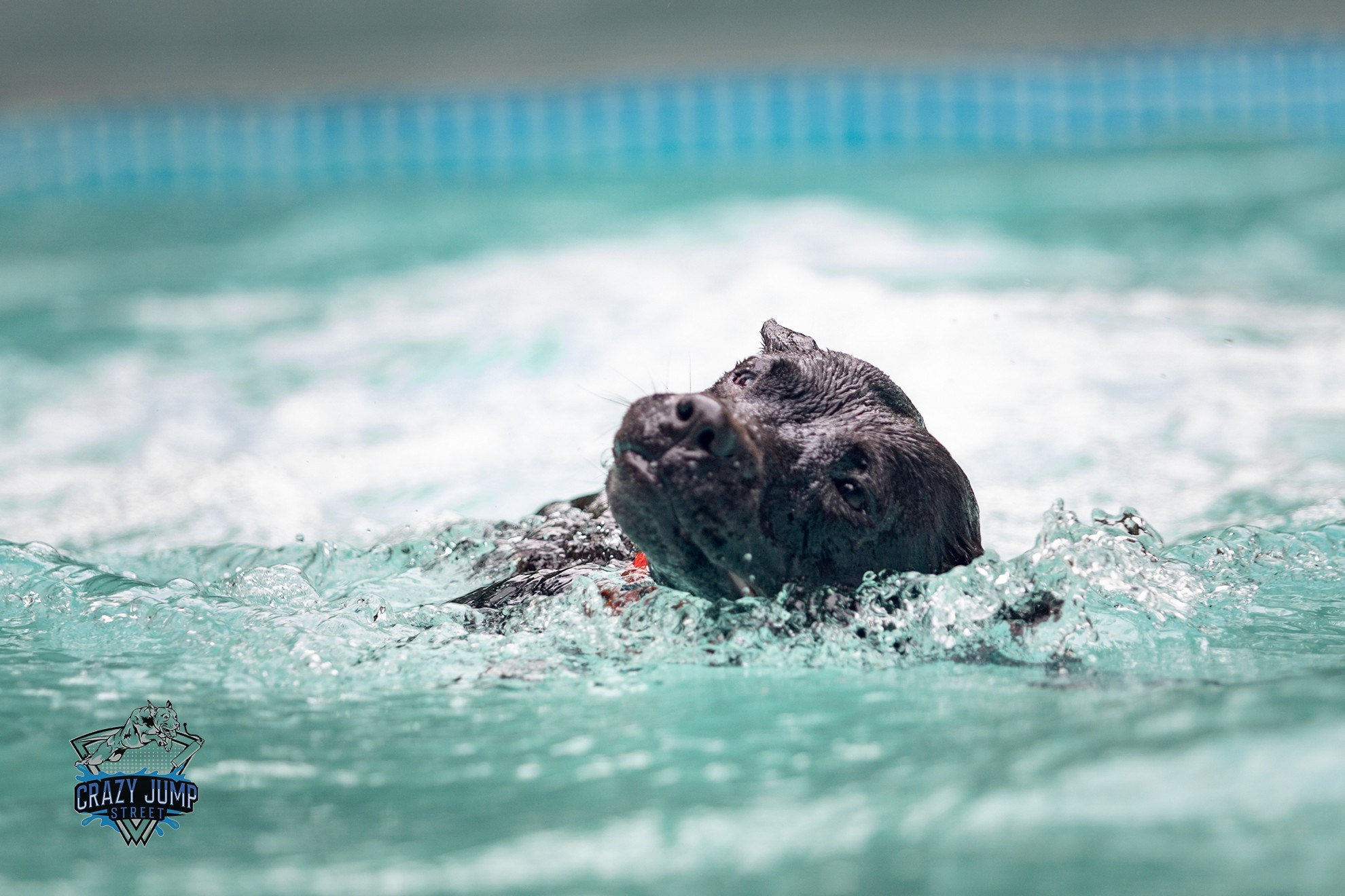 Собаки, спорт, Док дайвинг. Свадебный и репортажный фотограф в Москве и Московской области