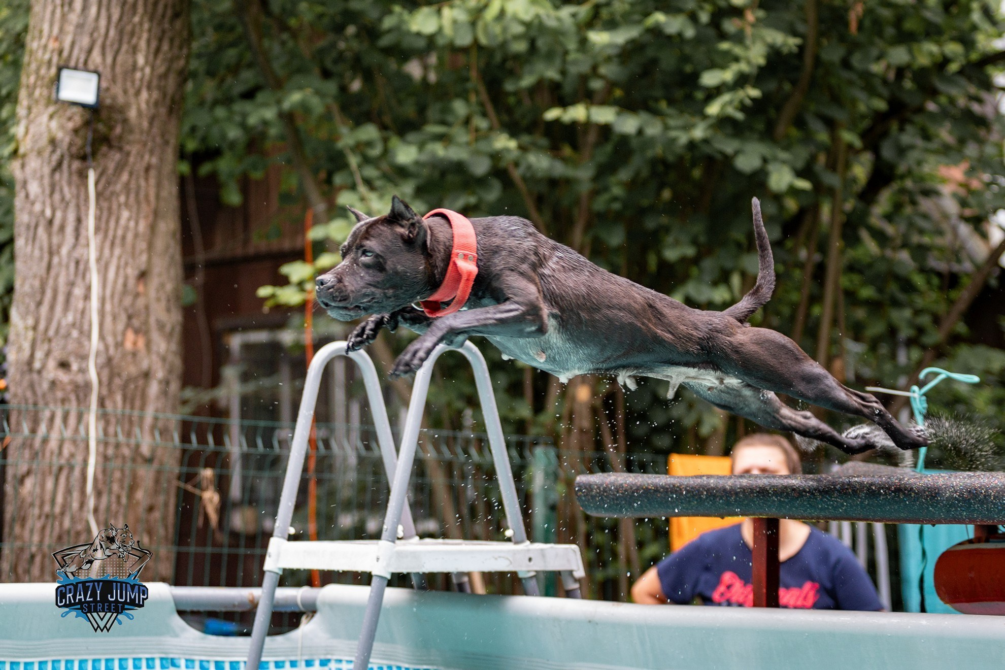Собаки, спорт, Док дайвинг. Свадебный и репортажный фотограф в Москве и Московской области