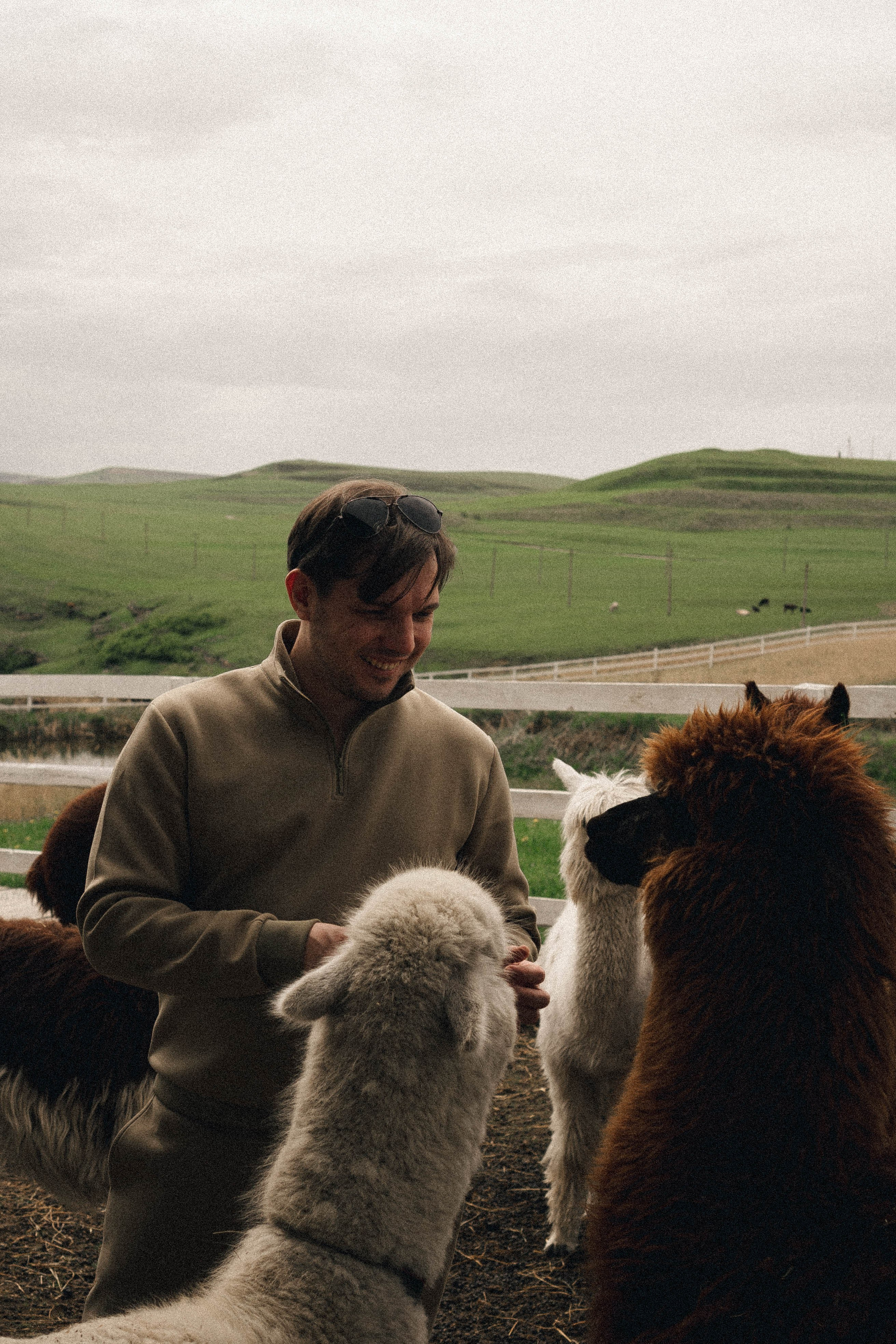 Ферма Альпак. Профессиональный фотограф, Санкт-Петербург — Виктория Богомолова