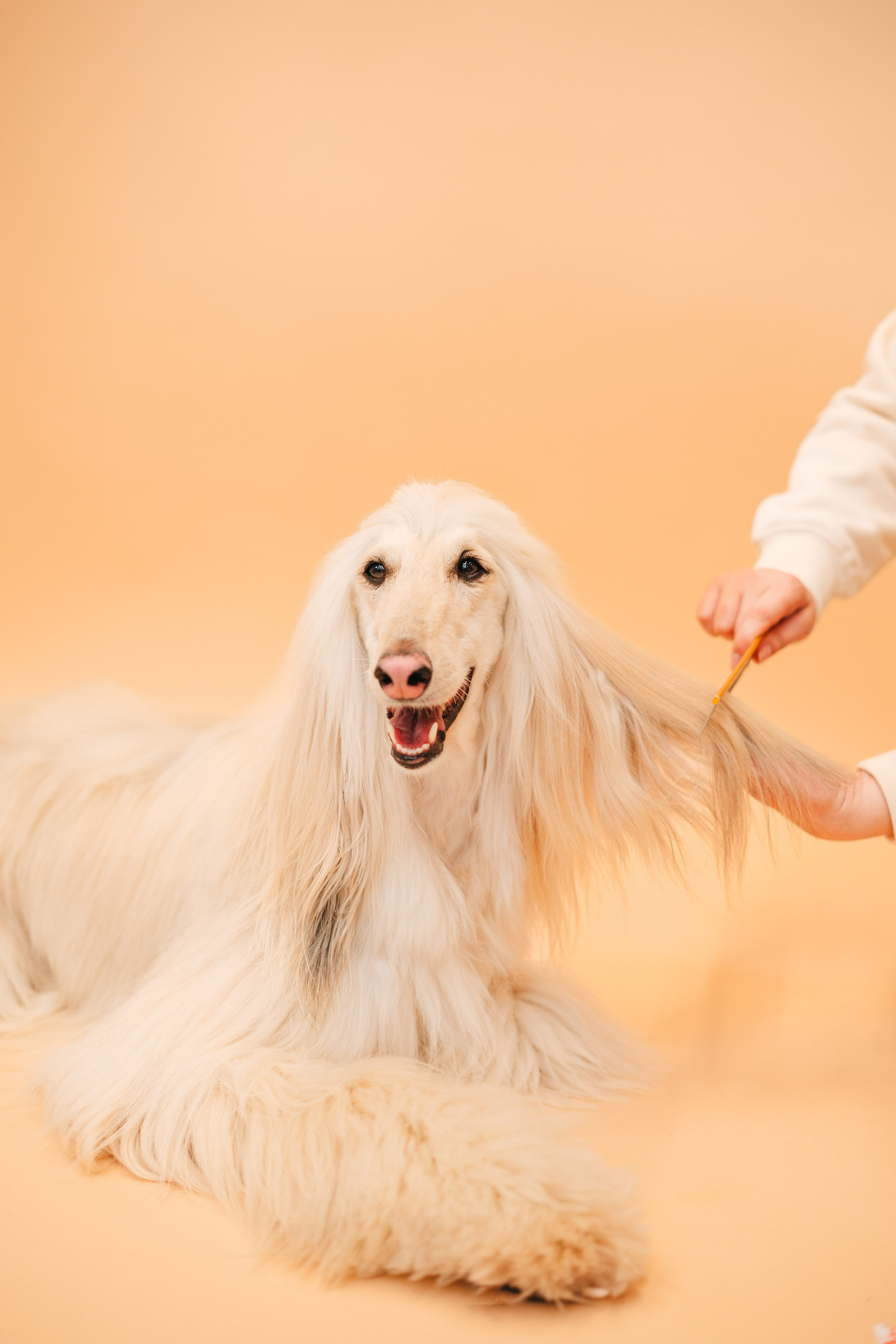 Груминг — салон. Фотограф анималист Осипчикова Мария