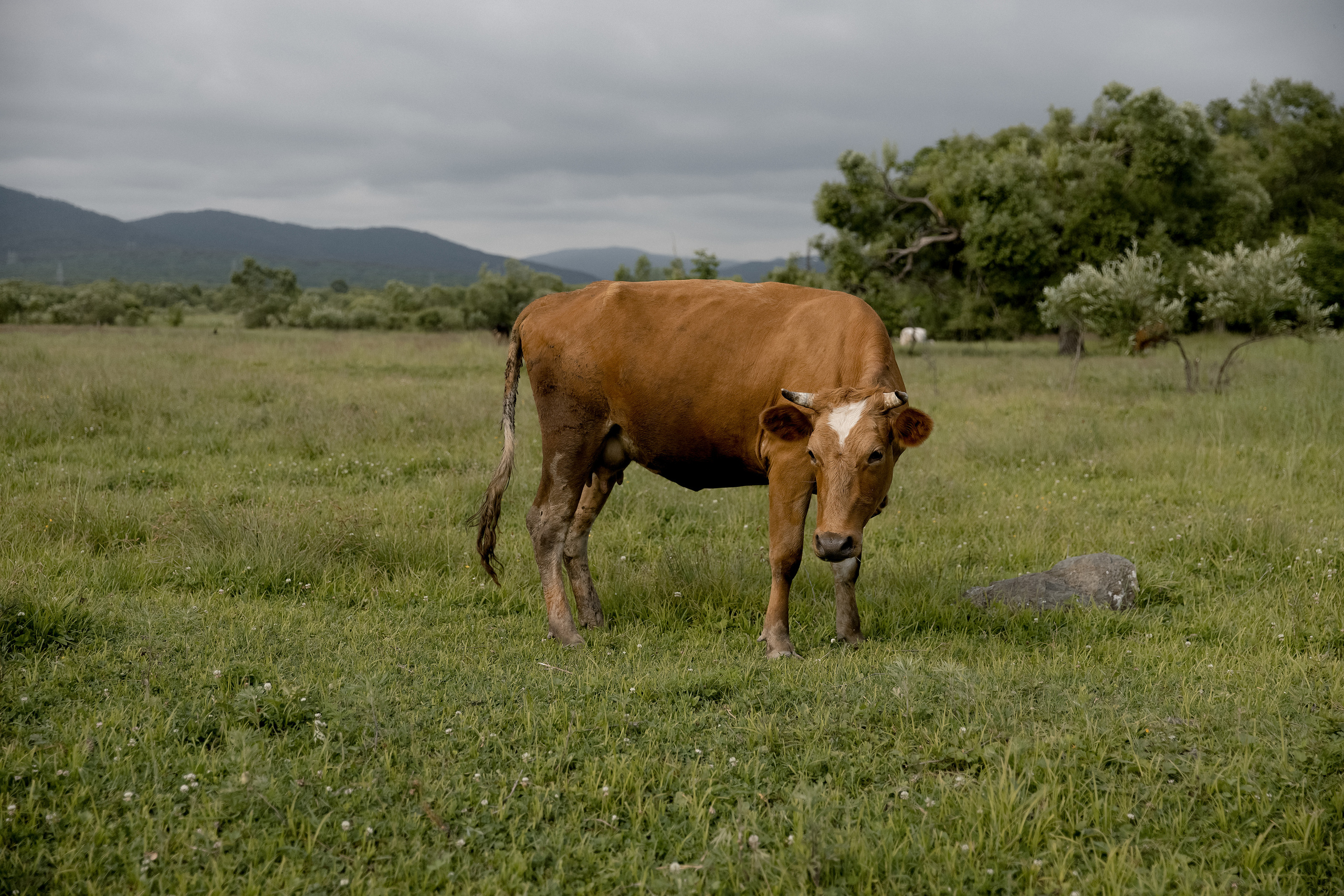 Liza&Denis. Свадебный и семейный фотограф  во Владивостоке Ольга Украинец