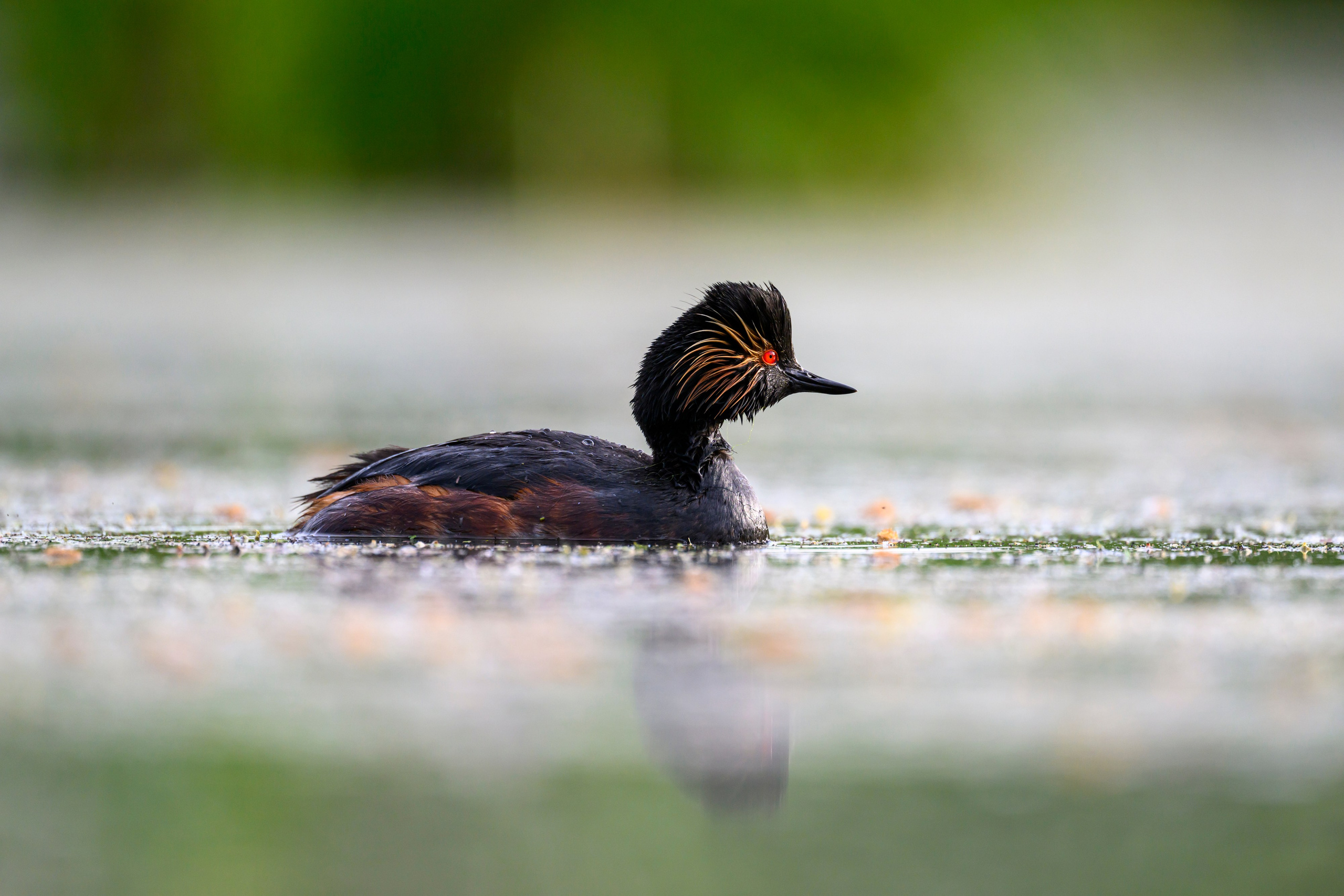 На болоте. Wildlife photography by Sergey Puponin