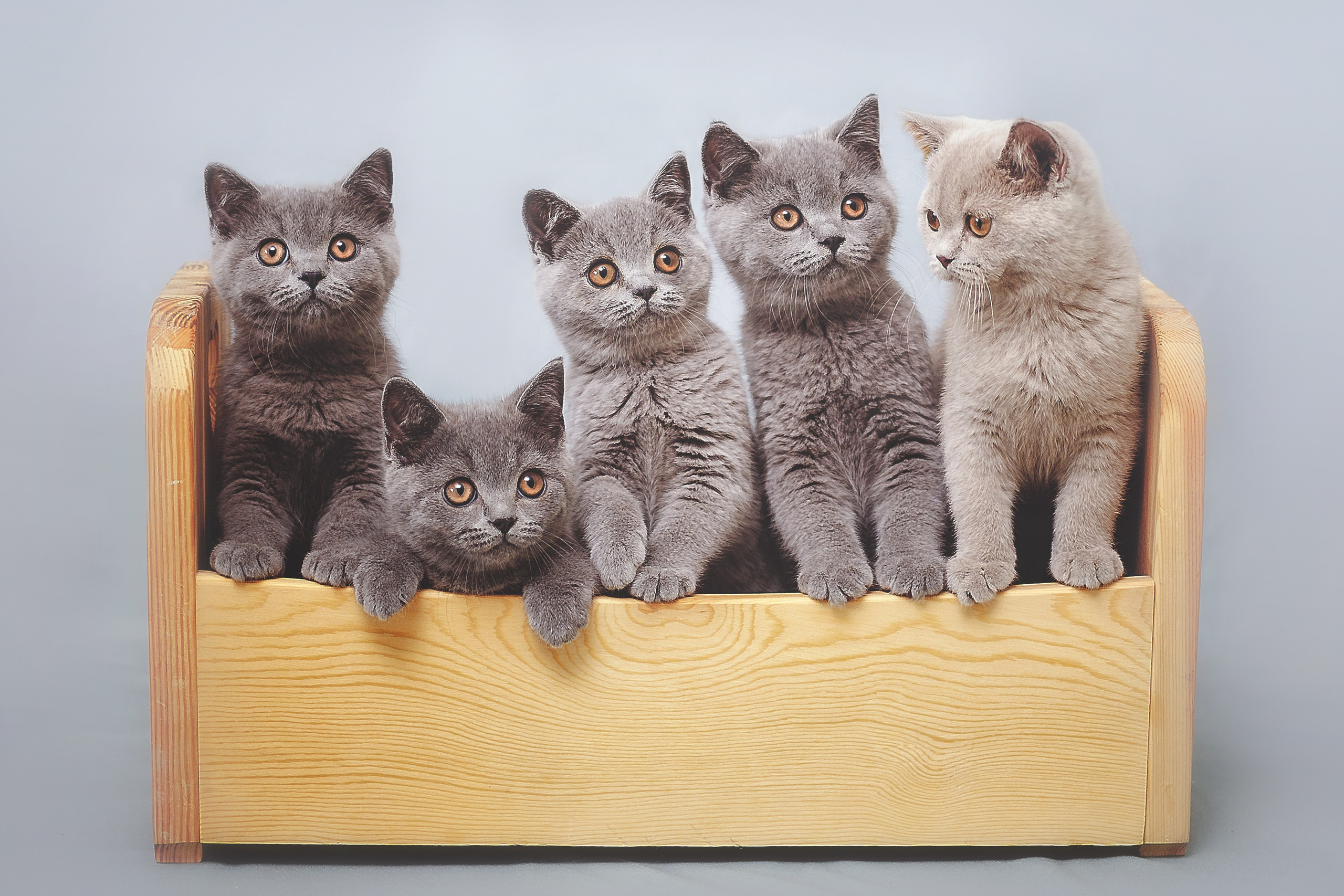 Фотосессия животных в Ижевских, фотограф животных. Детский, семейный фотограф в Ижевске и Москве Аксинья Лысенкова ADEN