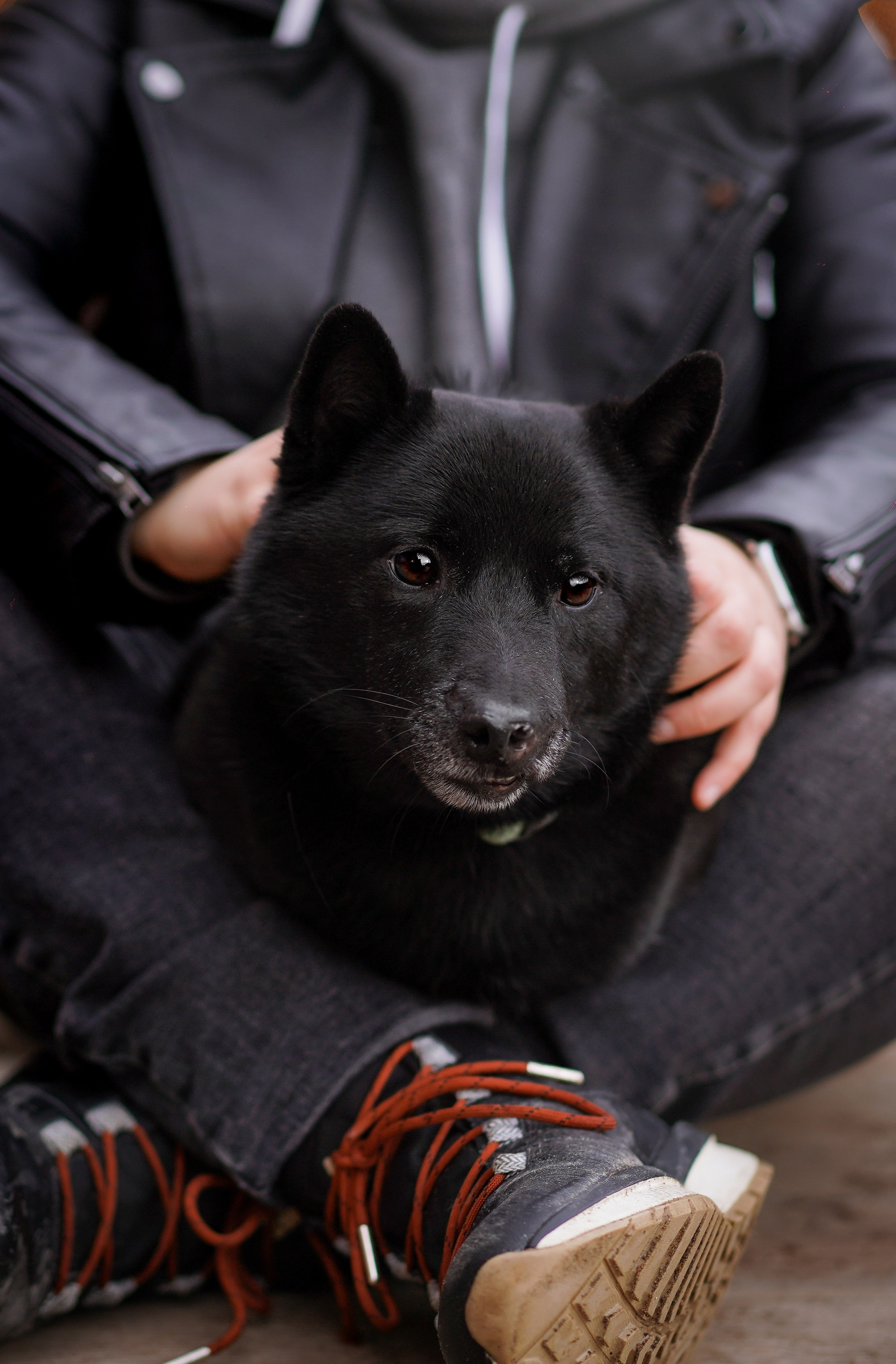 Аня Арчи и Мишель. Фотограф-анималист в Санкт-Петербурге Яна Мартынова