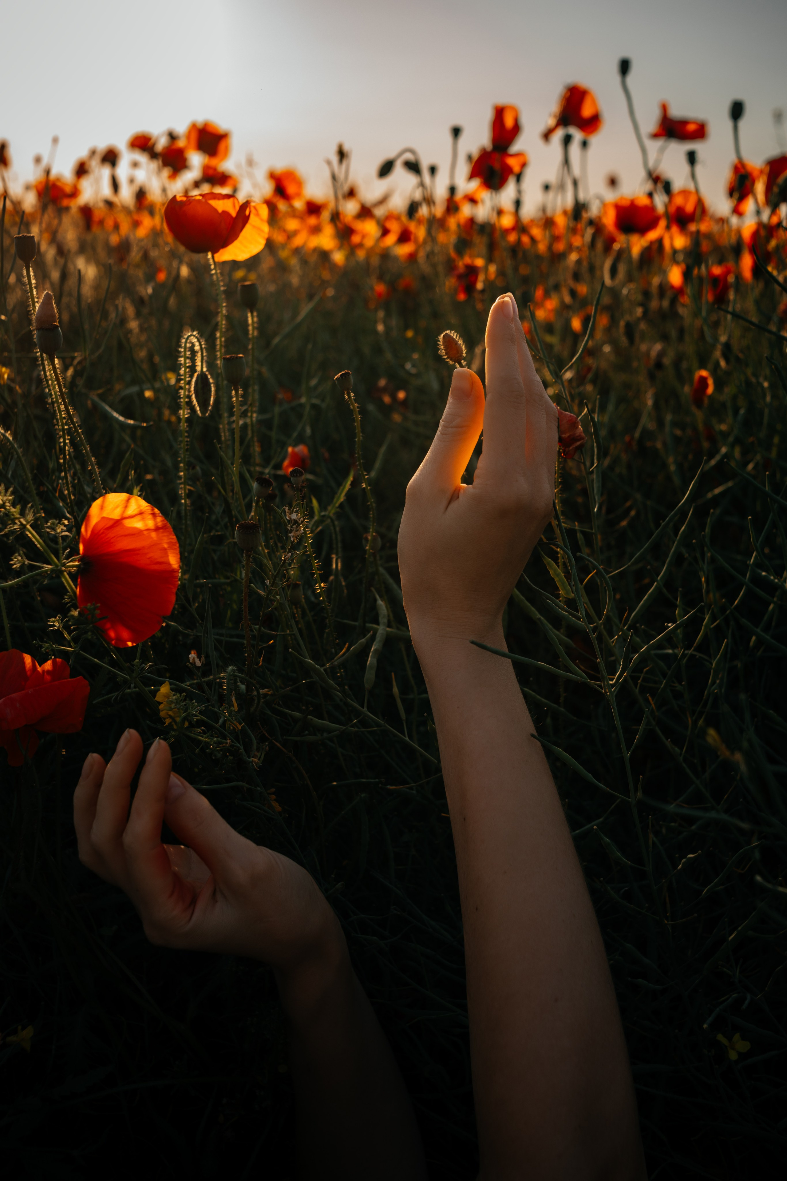 Фотосессия в маковом поле на закате. Свадебный и семейный фотограф в Краснодарском крае Мария Данилкина