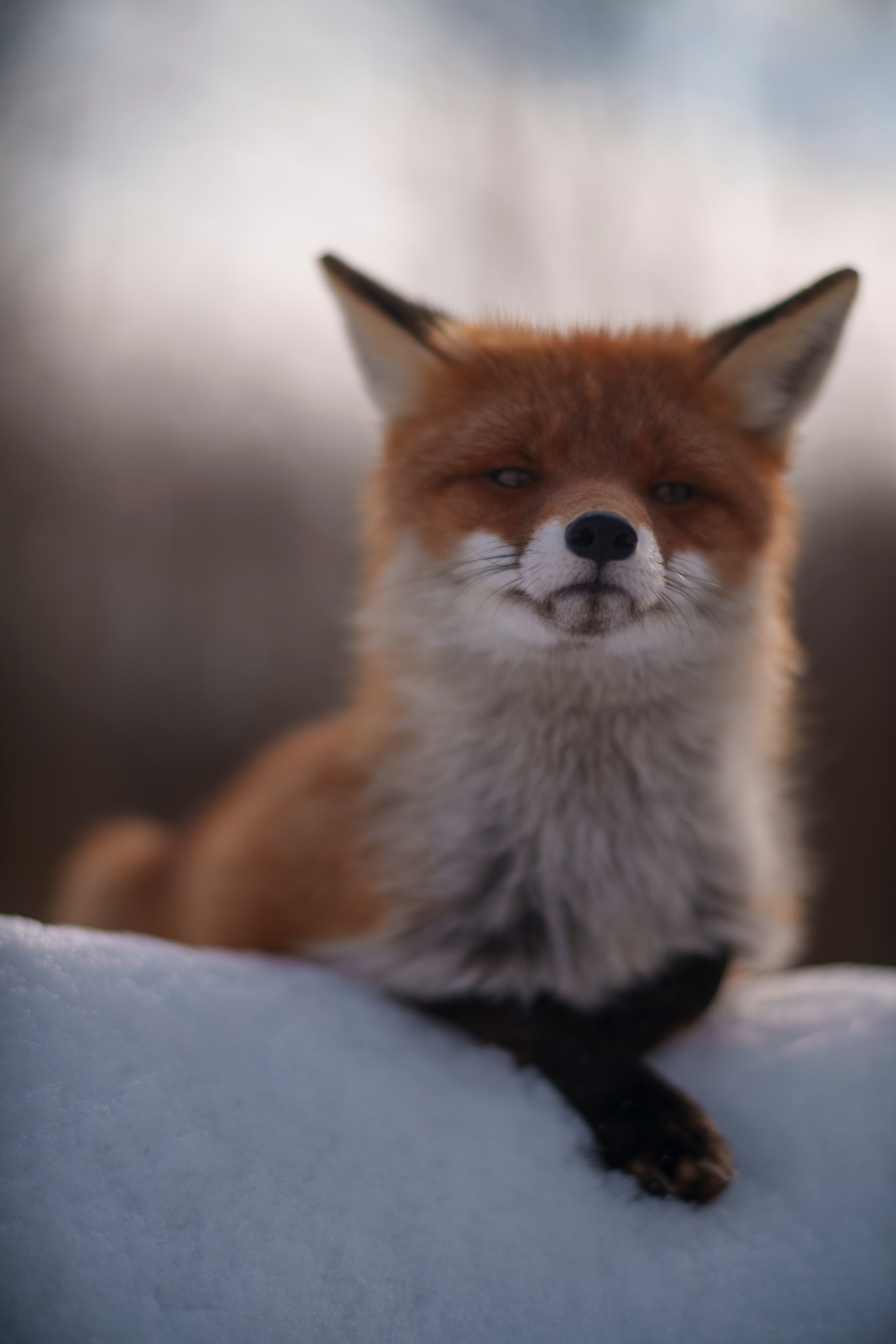 Animals — Животные