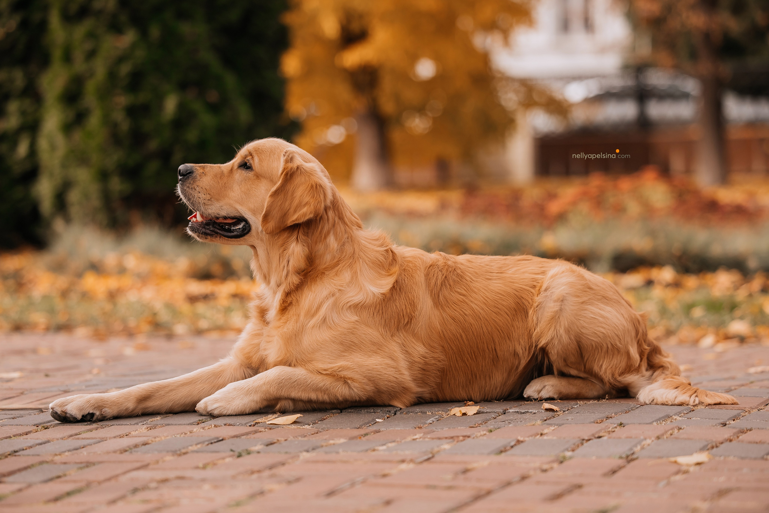 Настя, Дима, Олег и Арчи. Фотограф Нелли Самойлова