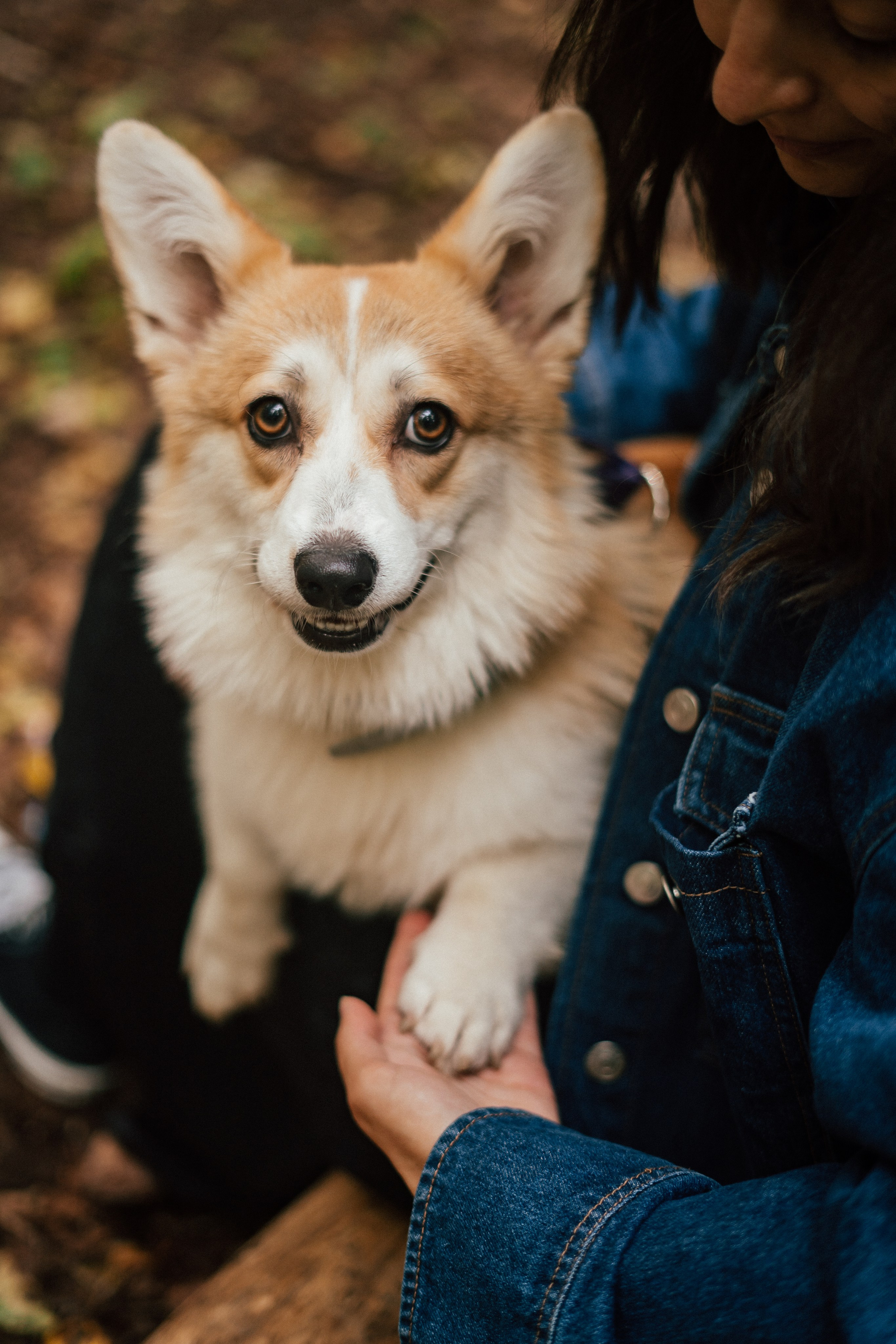 Фотосессия с собакой сахалин. Фотограф сахалин