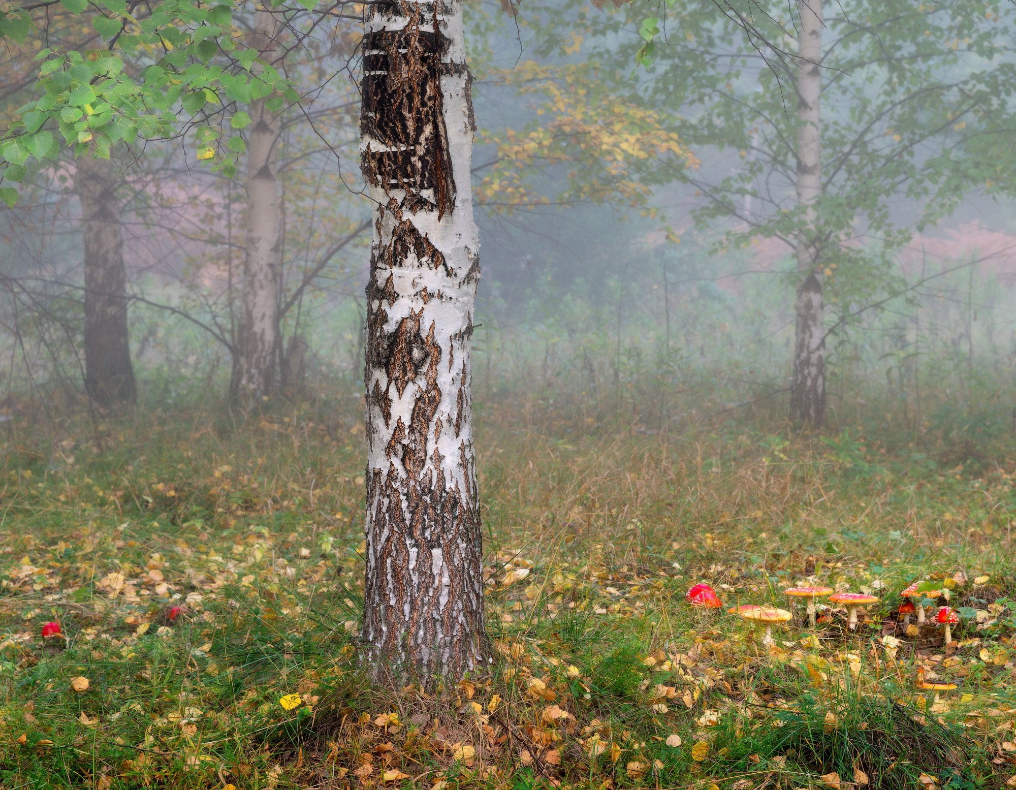 Березы в тумане  и мухоморы на туманной лесной опушке в Черноисточинске на Среднем Урале.