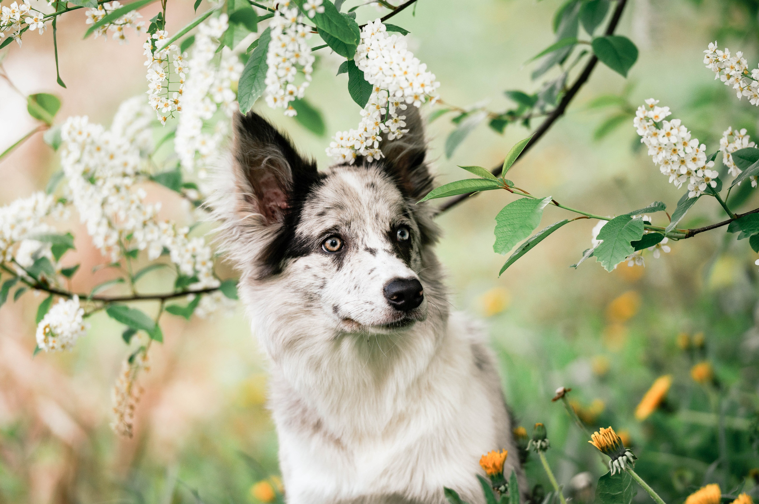 Весна на ВДНХ. Фотограф-анималист