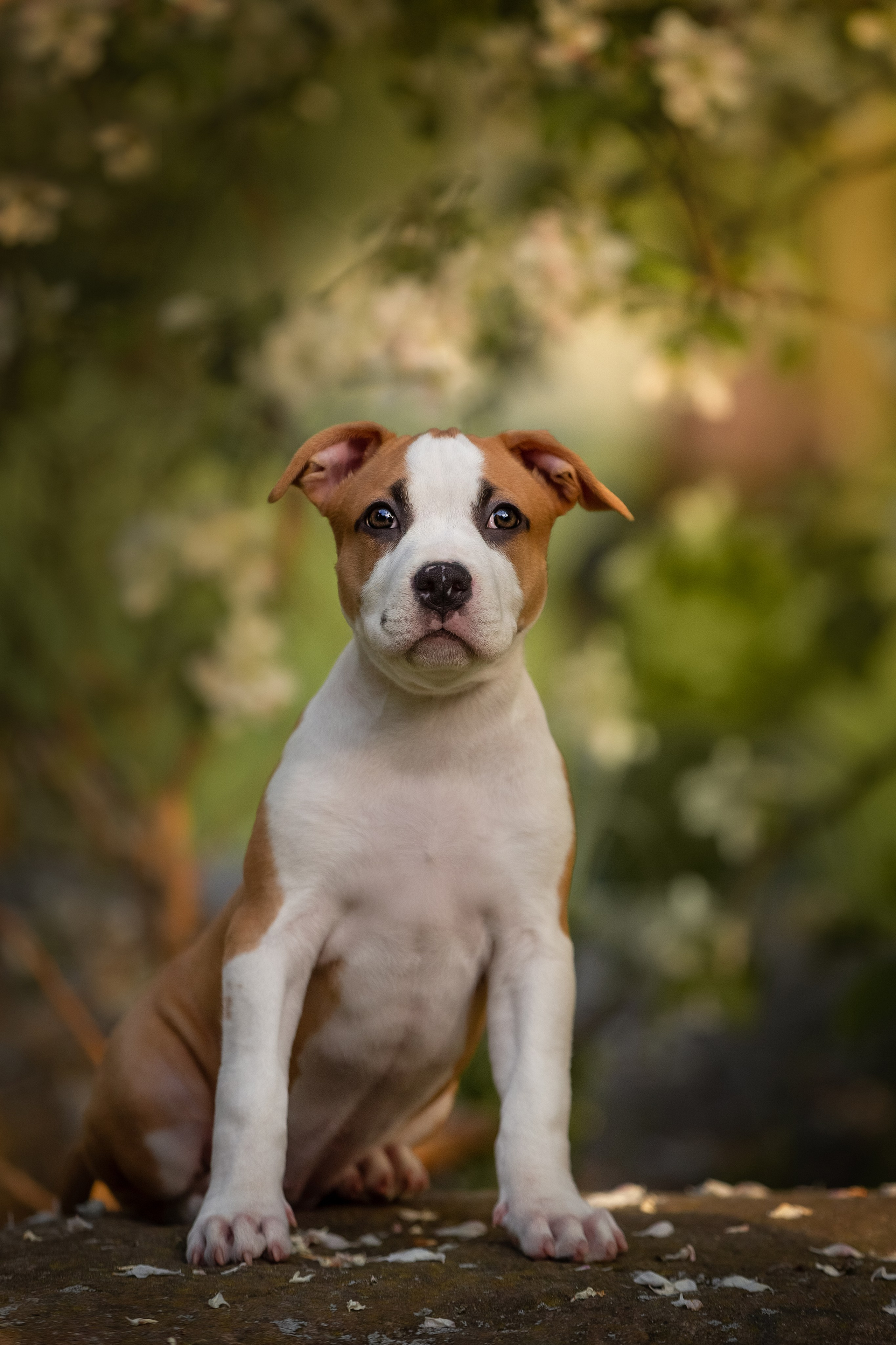 Портретная съемка. Фотограф-анималист в Санкт-Петербурге — Юлия Чайкина