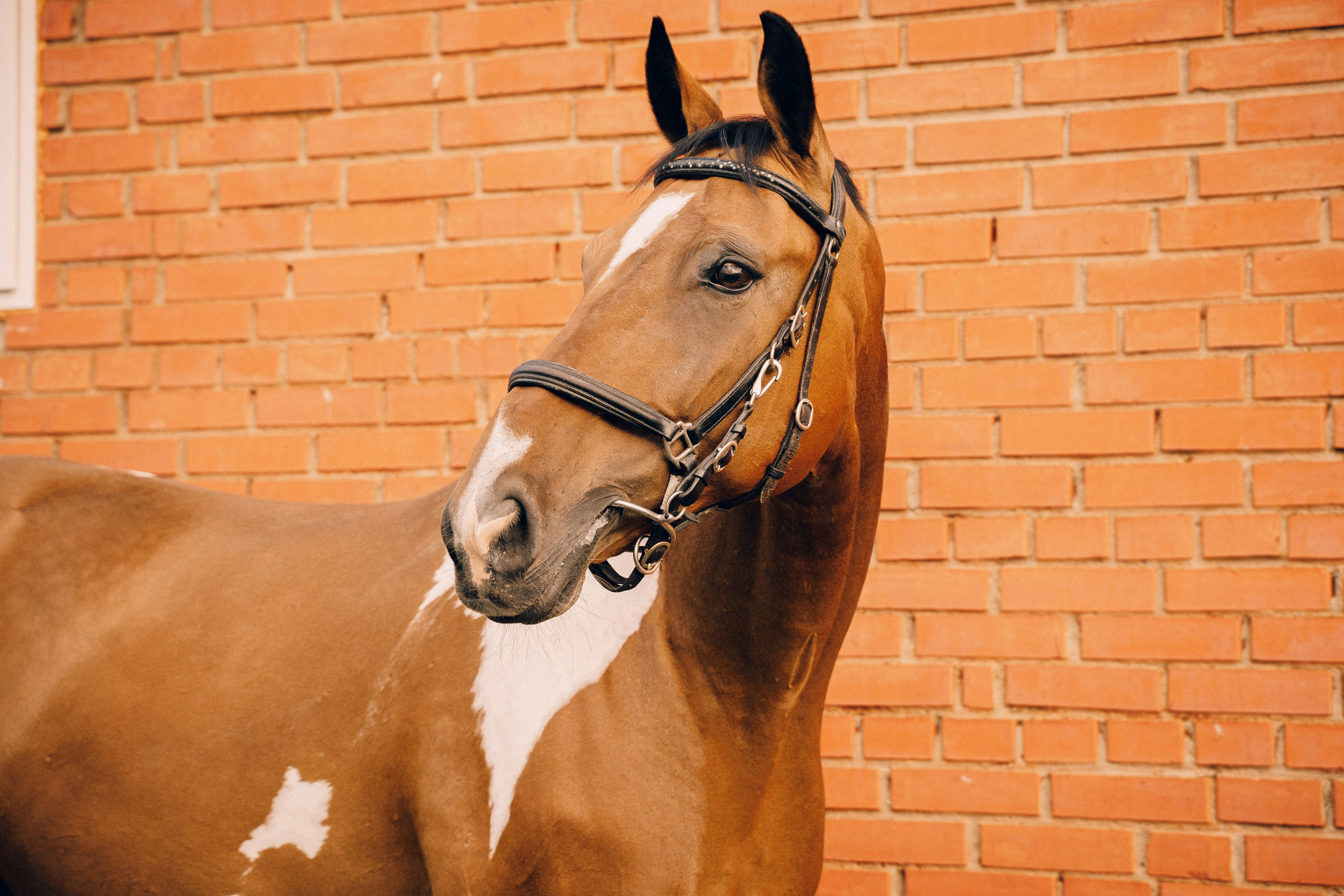 КСК Славино. Фотограф-анималист, портретный фотограф в Чебоксарах Мария Садыкова