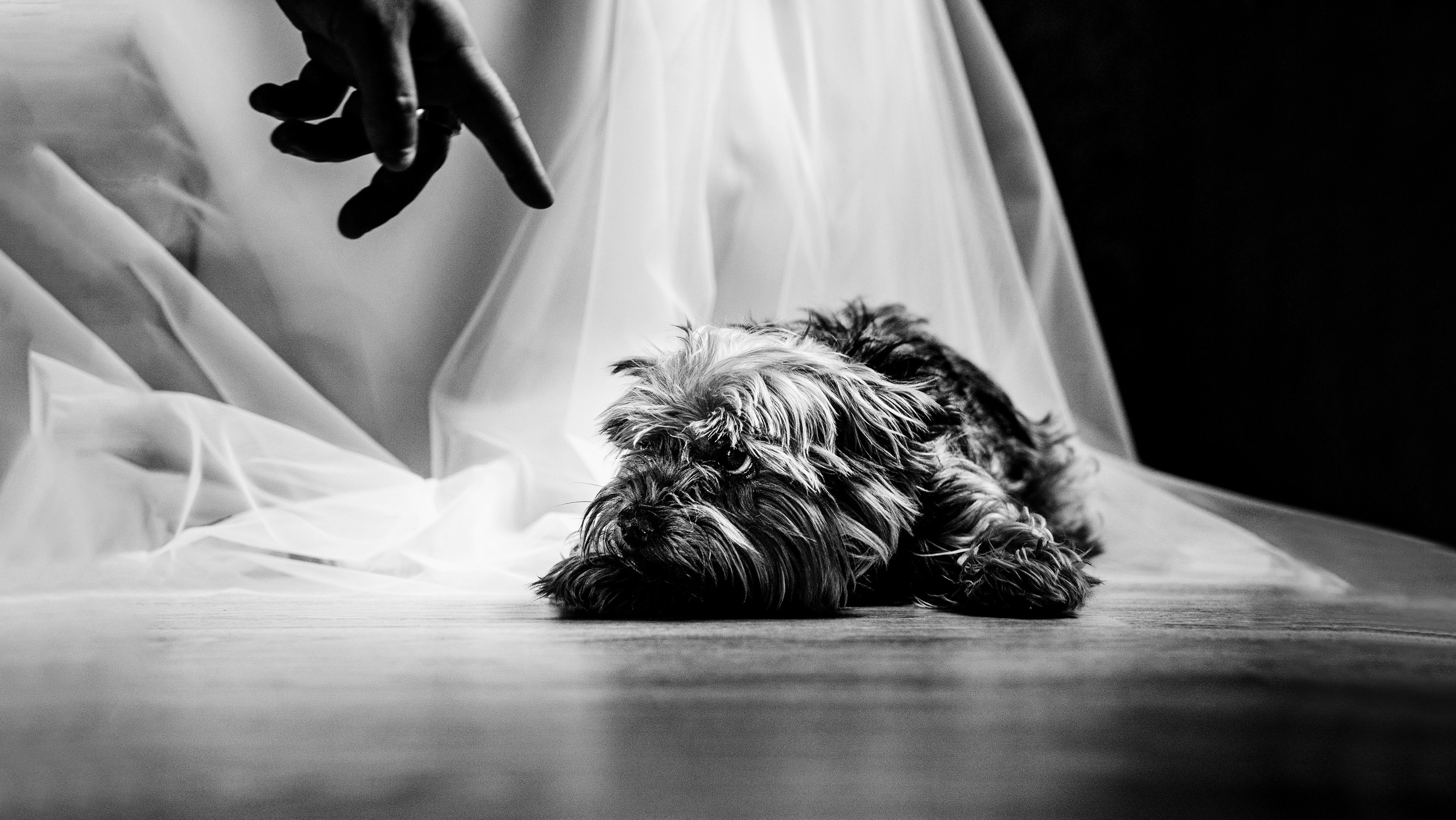 Свадебный фотограф в Новороссийске Александр Абрамян