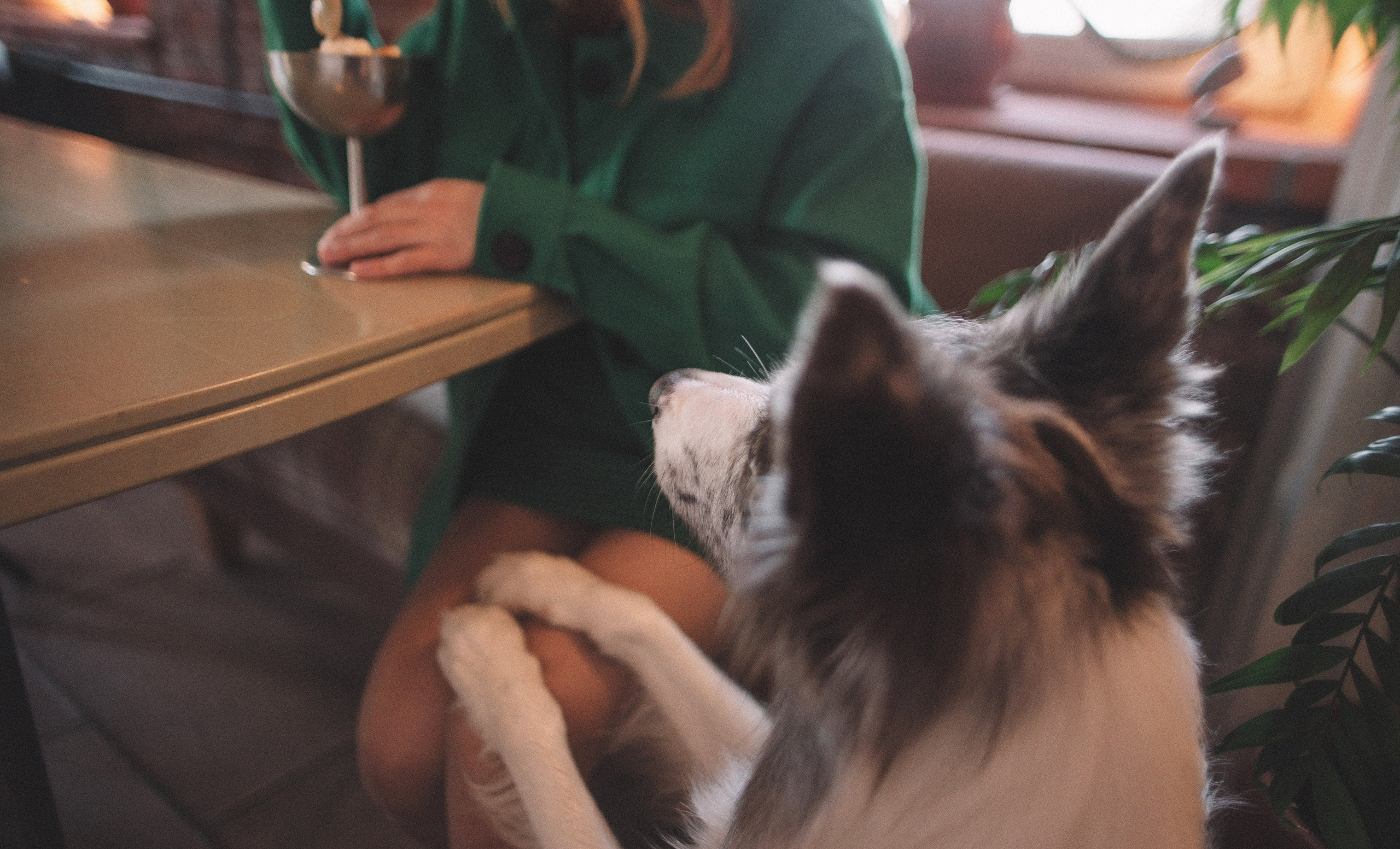 Диана и Робин. Фотограф-анималист Богданова Полина