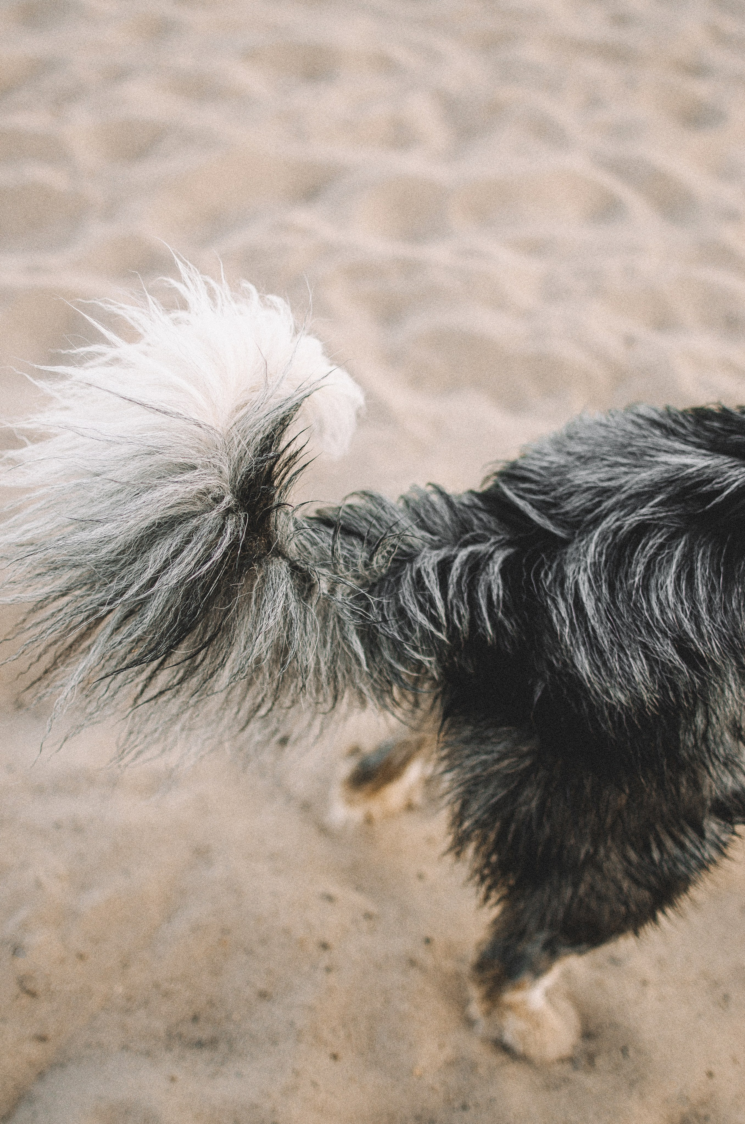 Таня и Бриллиант. Фотограф-анималист Богданова Полина