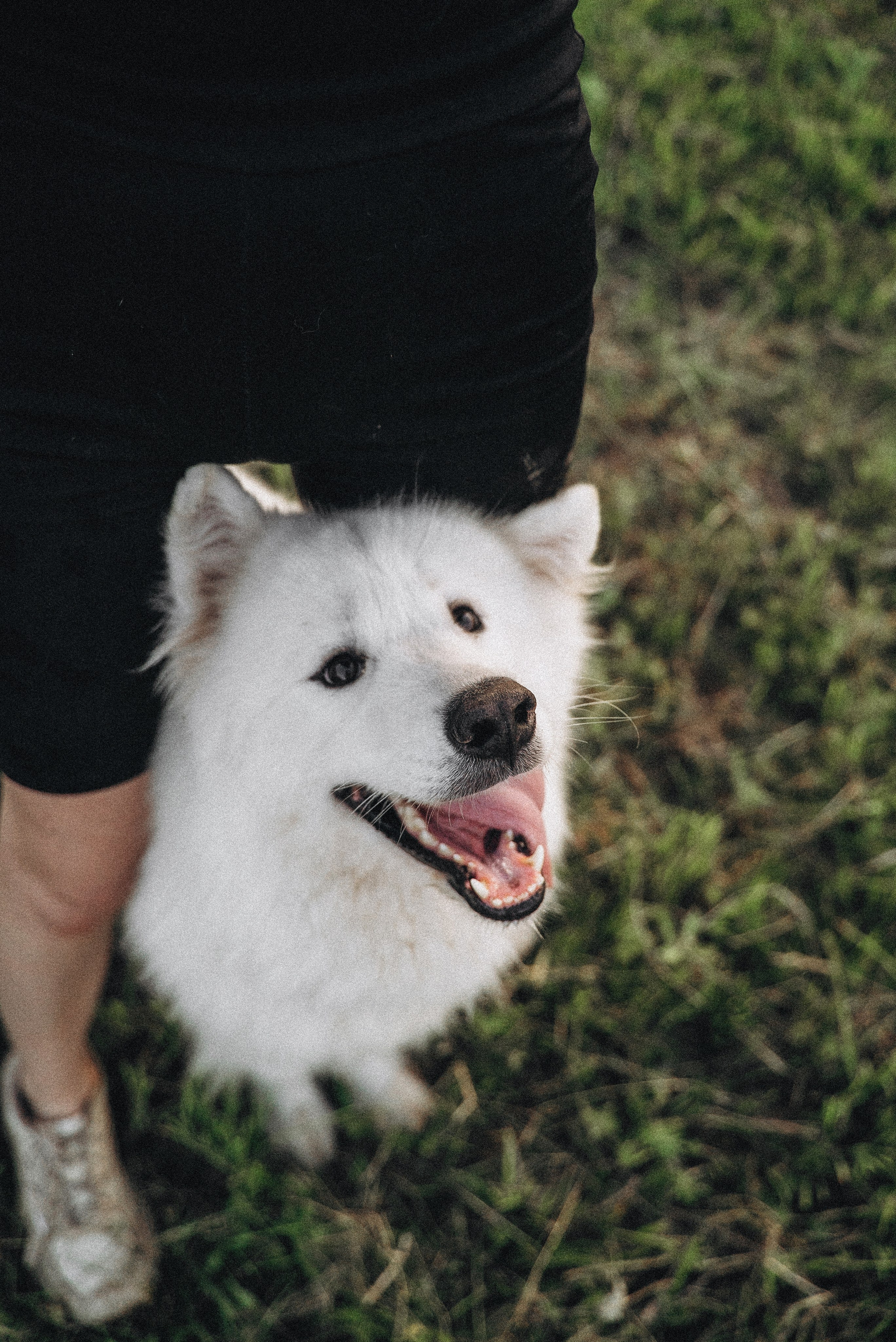 Алёна и Челси. Фотограф-анималист Богданова Полина