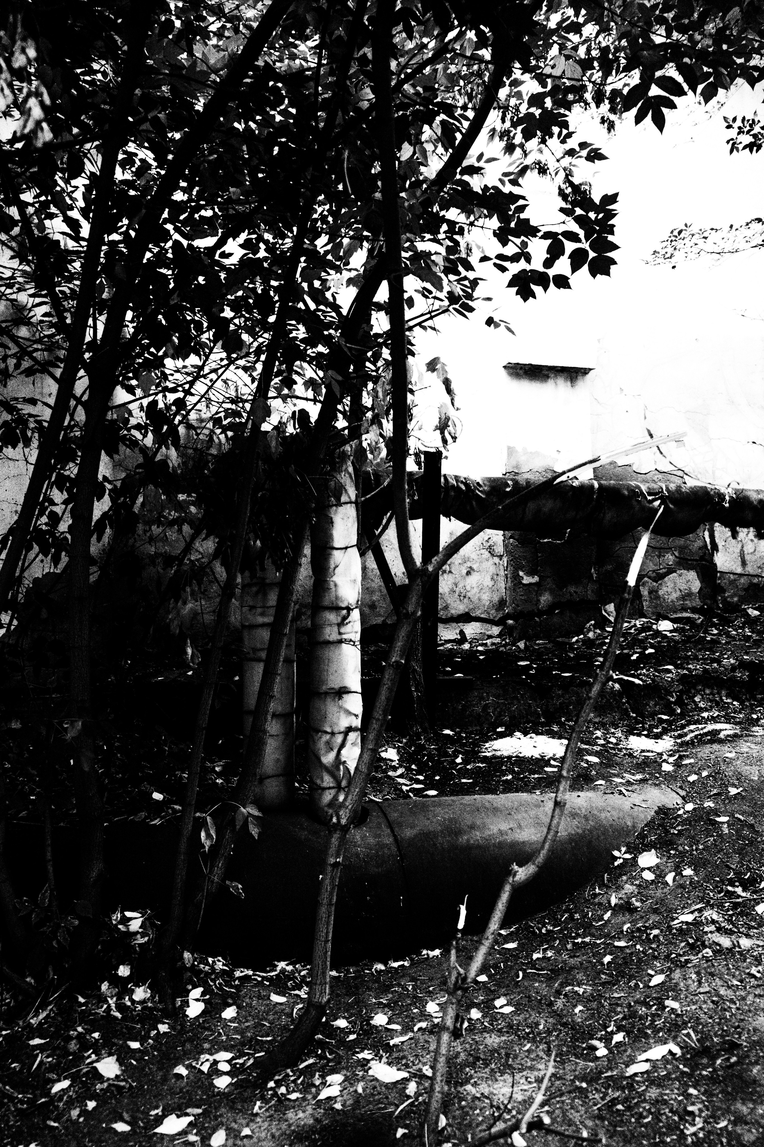 Noir of the Metropolis. Whoii art