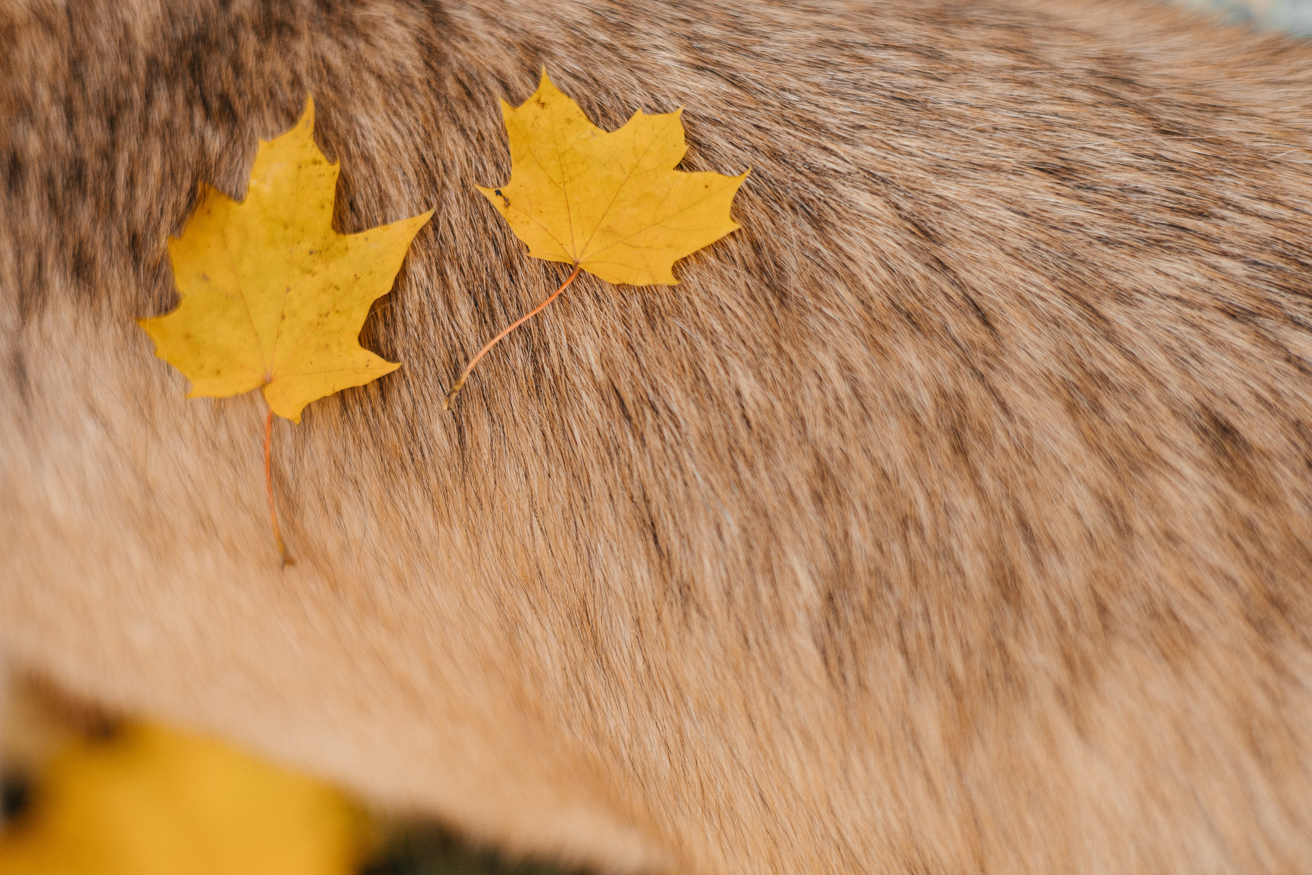 Нелли, Лёша, Рэй и Норд. Фотограф Анна Луценко Москва