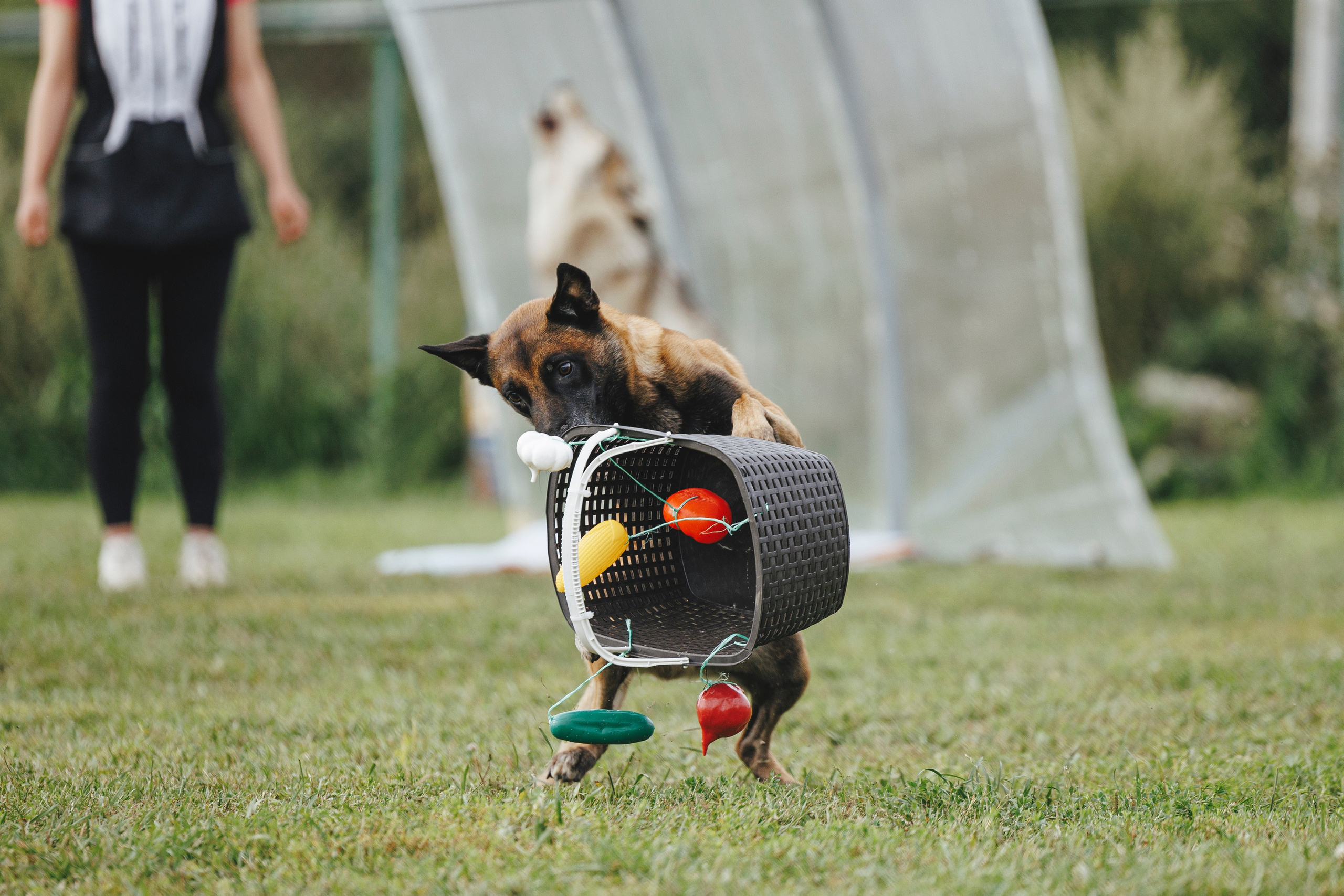 08.08.25-10.08.25 ЧР по мондьорингу г. Вологда. Фотограф-анималист Анна Маринич