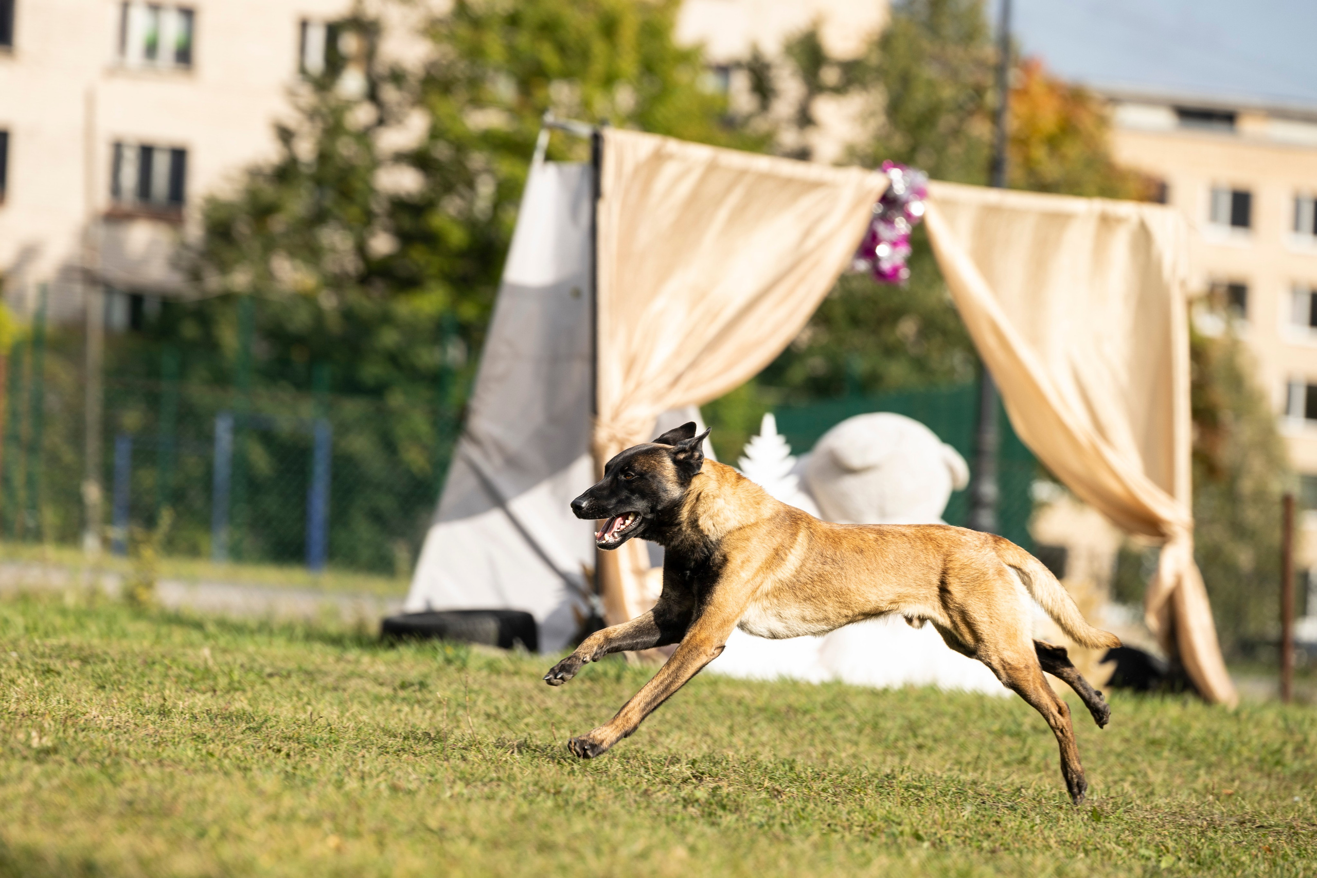 Испытания по Мондьорингу г. Пушкин. Фотограф-анималист Анна Маринич
