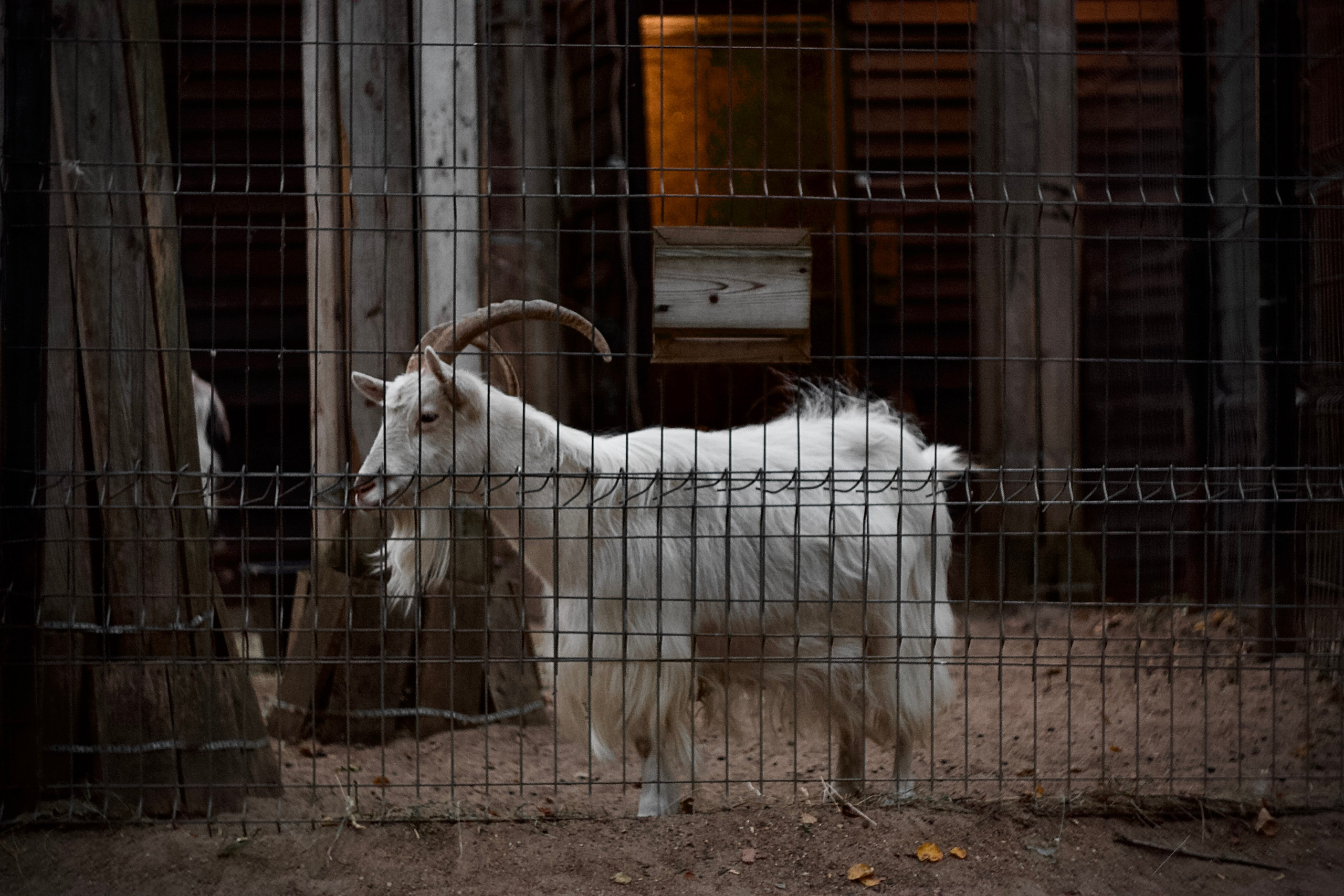 Анималистическая. KUPINИ | ФОТО — сайт портфолио по мультижанровой съёмке | фотограф Сергей Мар