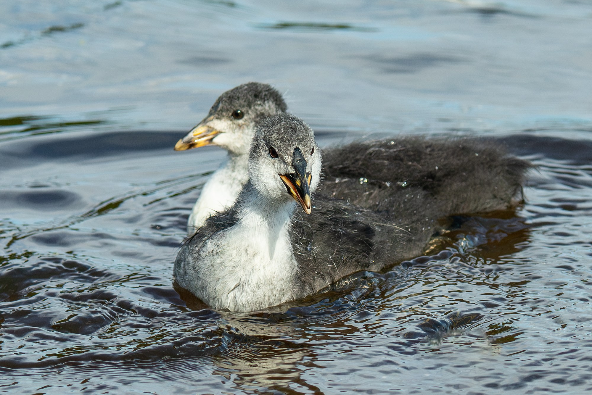 Удивительные мир птиц. Вокруг нас столько прекрасного — присмотритесь!. Ваш личный фотограф Марина Волкова
