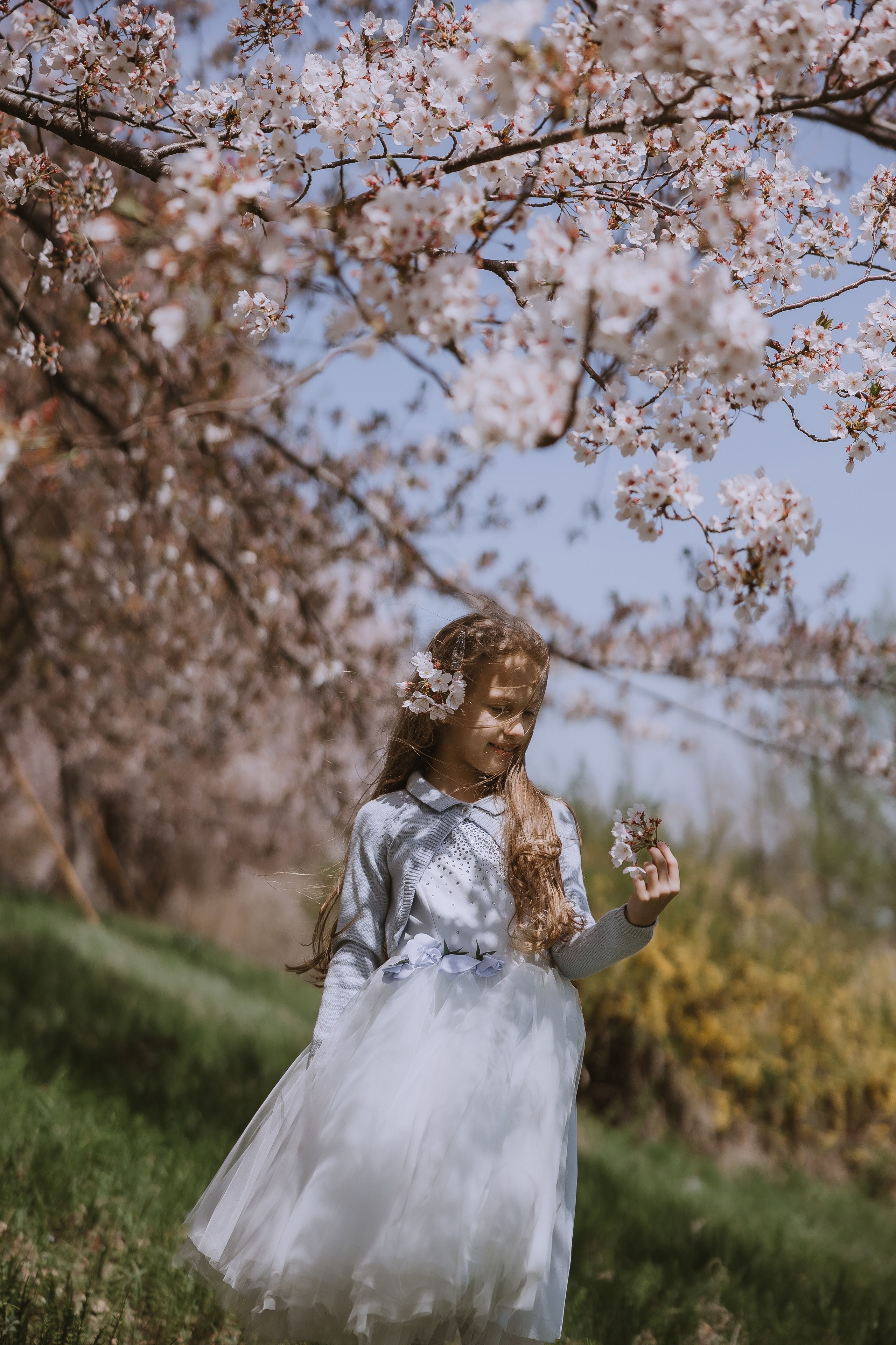 Beautiful girl at a photo shoot with sakura in Korea, Busan. Your photographer in Busan (South Korea) Aleksandra Anufriy