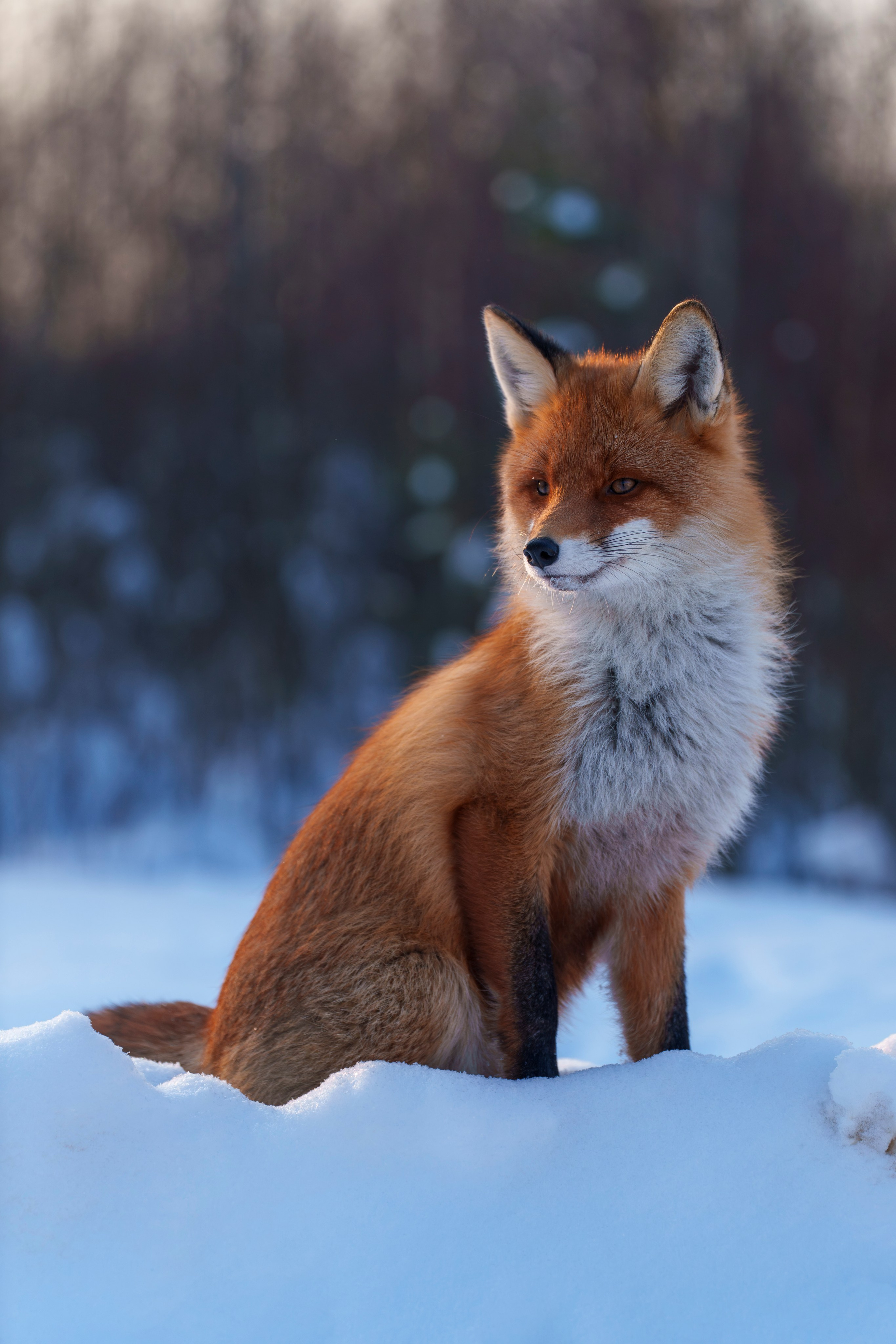 Animals — Животные