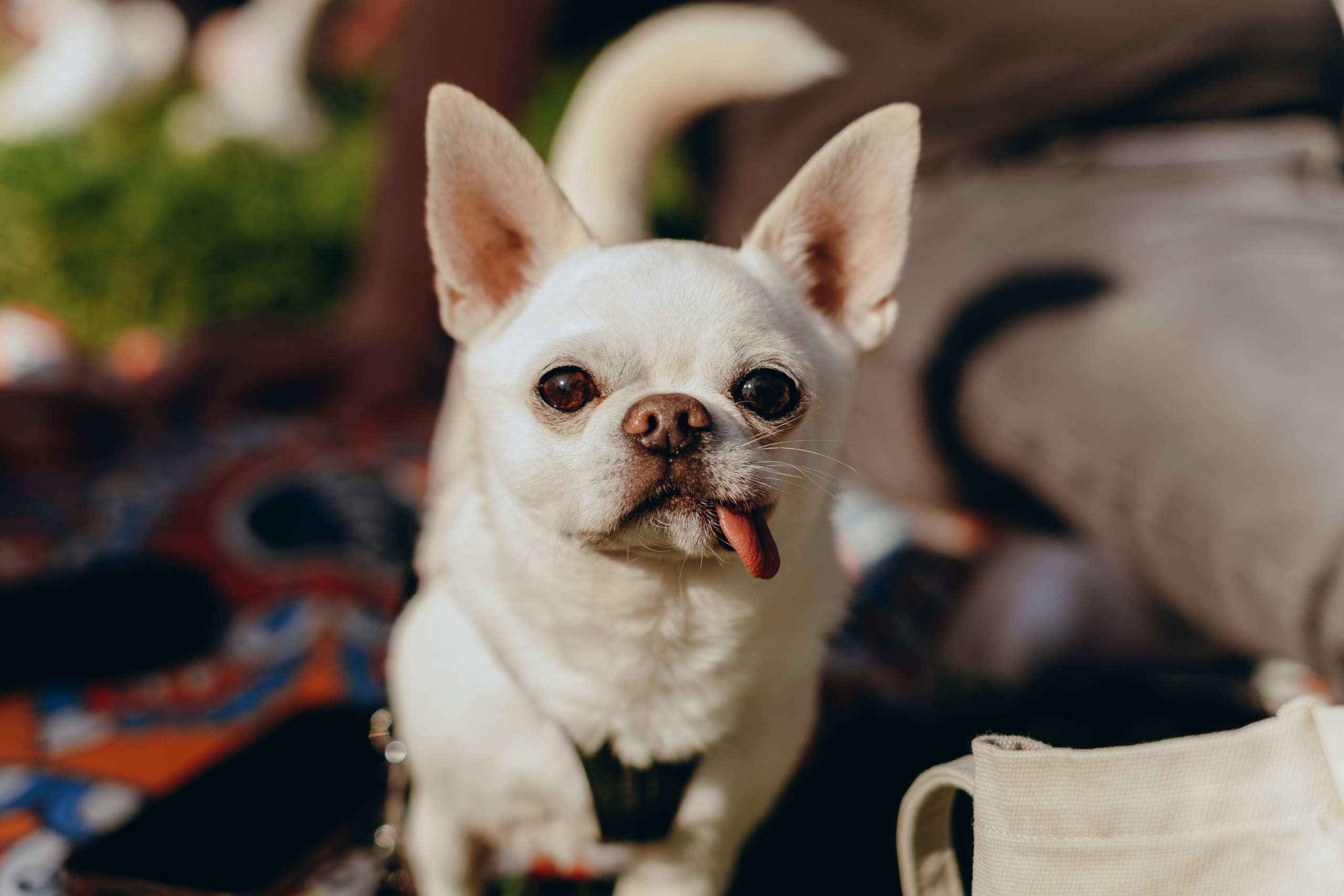 XI Международный день Йоги в Москве. Фотограф Аннё| Москва