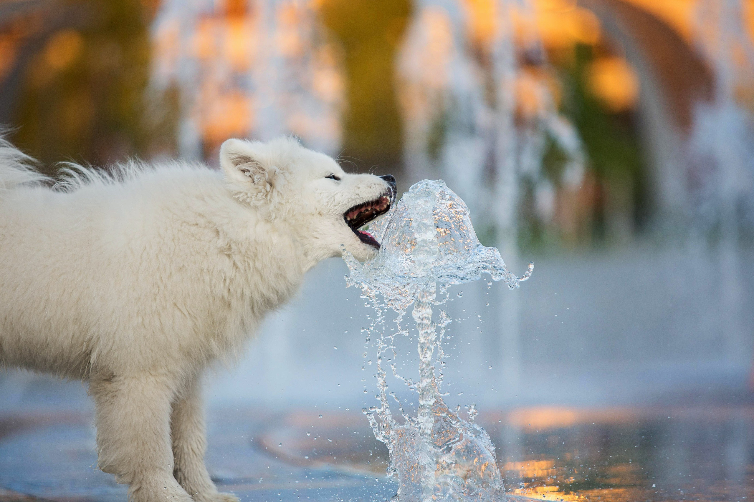 Анастасия, Евгений и самоед Ройс. Https://moshkovaphoto.ru/