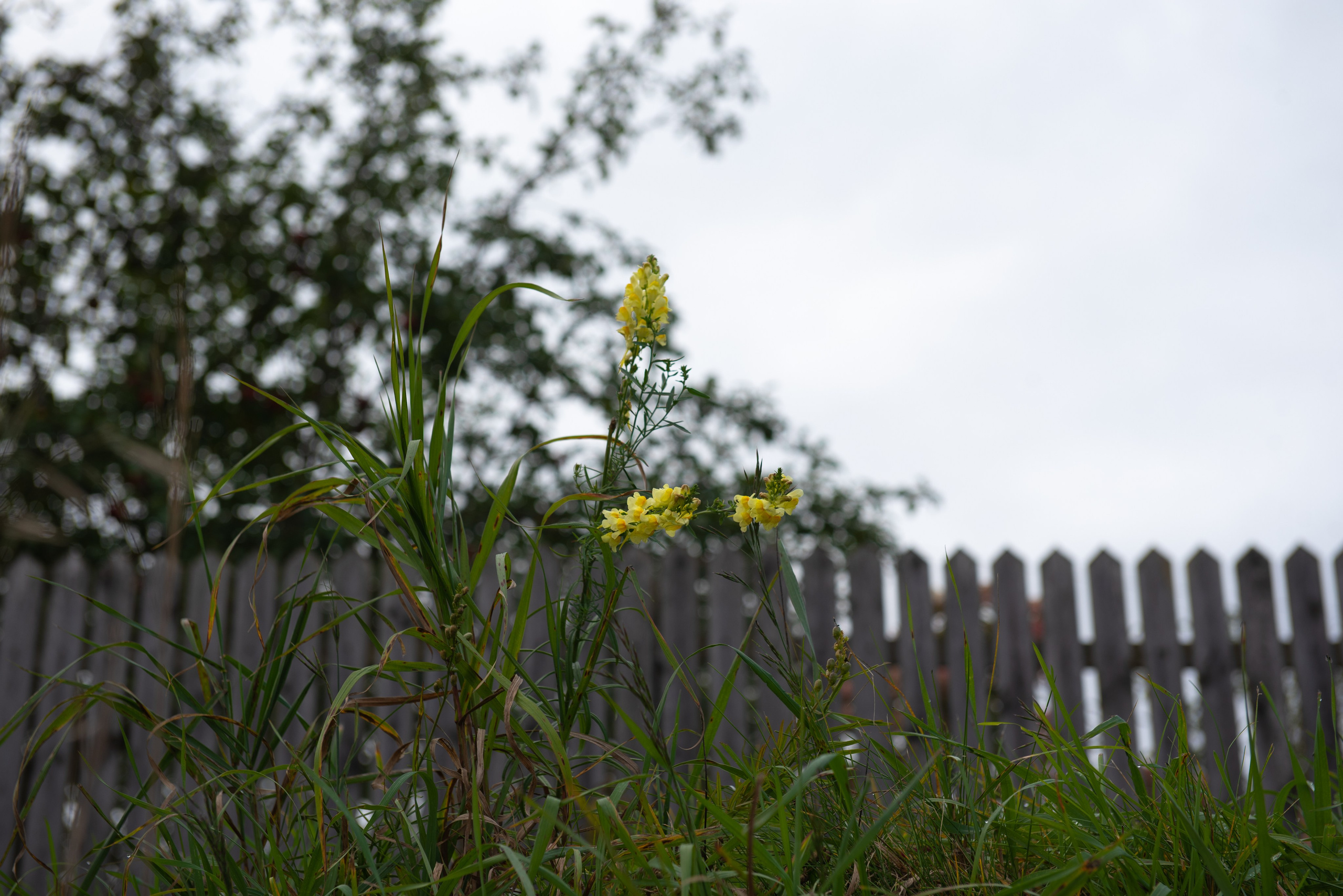 Изборск. Портретный и архитектурный фотограф в Москве и Санкт-Петербурге